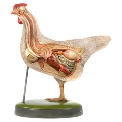 Early 20th Century Anatomical Model of a Hen