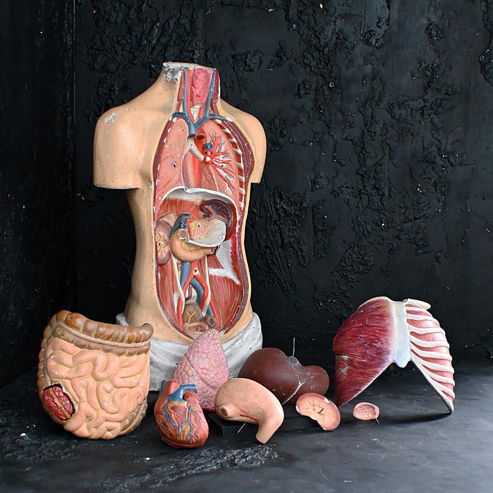Torse médical anatomique en plâtre du début du 20e siècle 
Ce torse médical anatomique grandeur nature du début du 20e siècle aurait été utilisé à l'origine comme support d'enseignement. L'ensemble de l'objet est en plâtre, peint à la main et