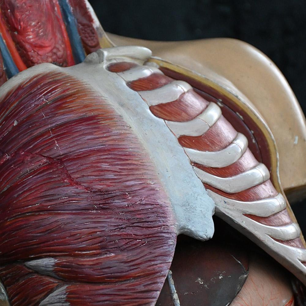 Allemand Torse médical anatomique en plâtre du début du 20e siècle  en vente