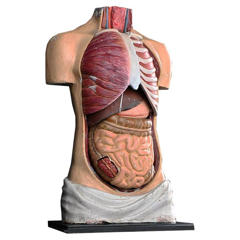 Torse médical anatomique en plâtre du début du 20e siècle  en vente