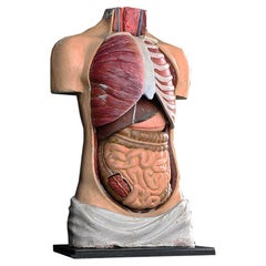 Retro Early 20th Century Anatomical Plaster Medical Torso Figure