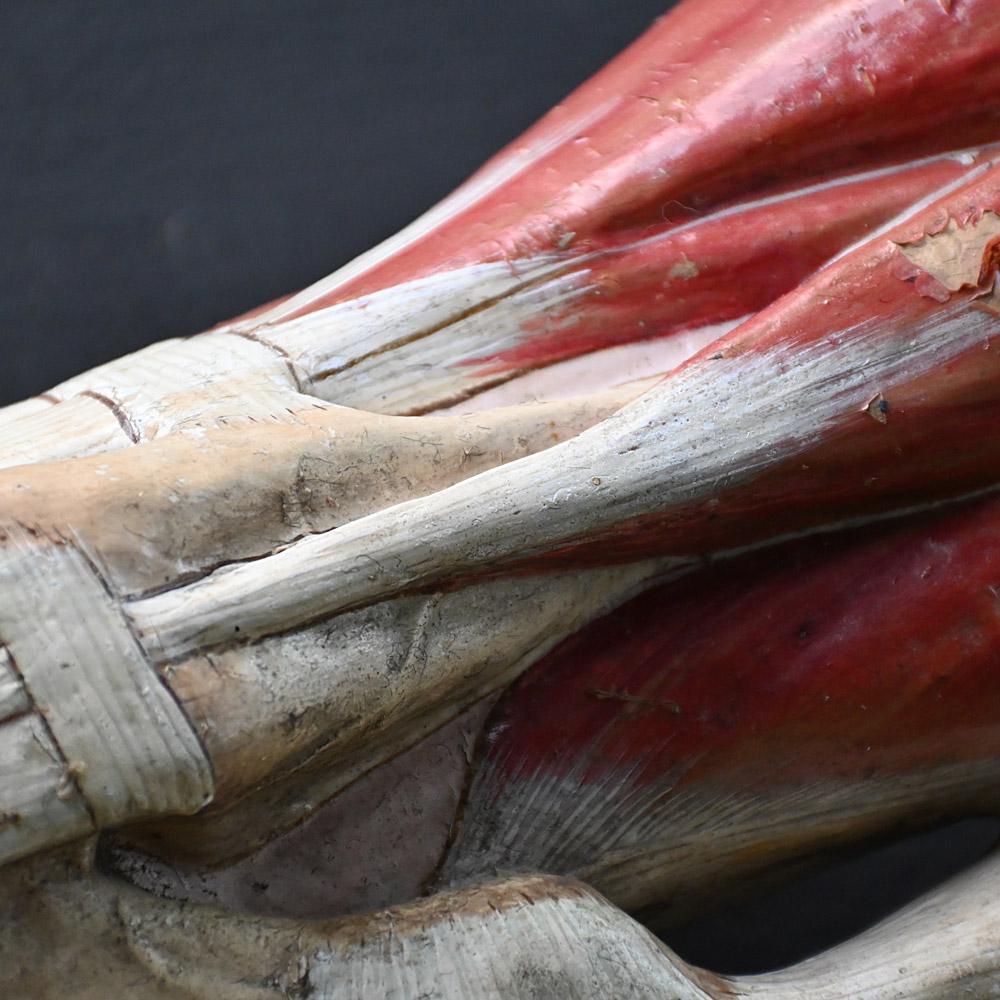 Early 20th century Azoux anatomical model 5
