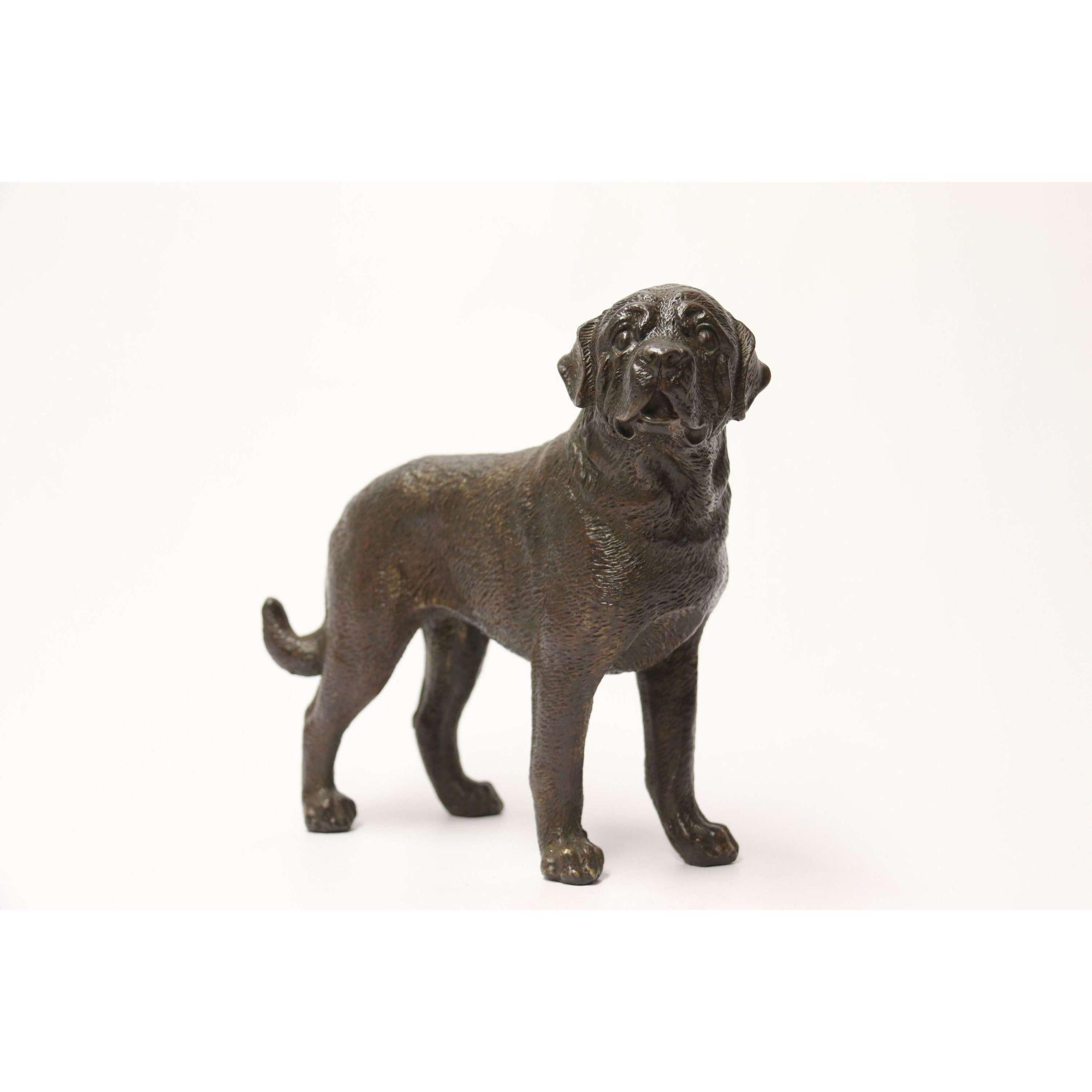 Early 20th Century Bronze Study of a Bullmastiff Dog, circa 1930 In Good Condition In Central England, GB