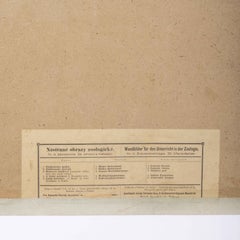 Early 20th Century Butterflies Educational Poster