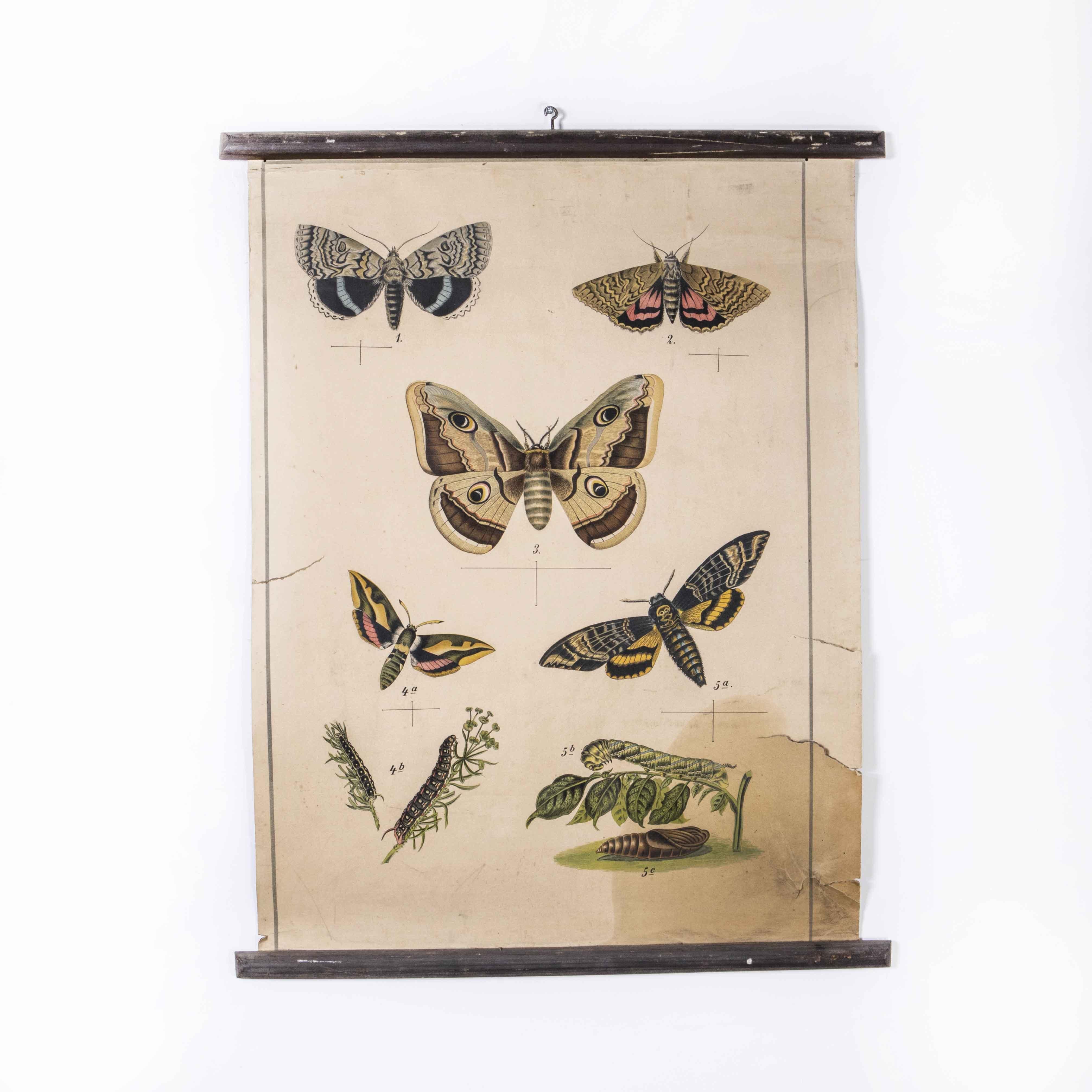 Early 20th Century Butterflies Educational Poster In Good Condition For Sale In Hook, Hampshire
