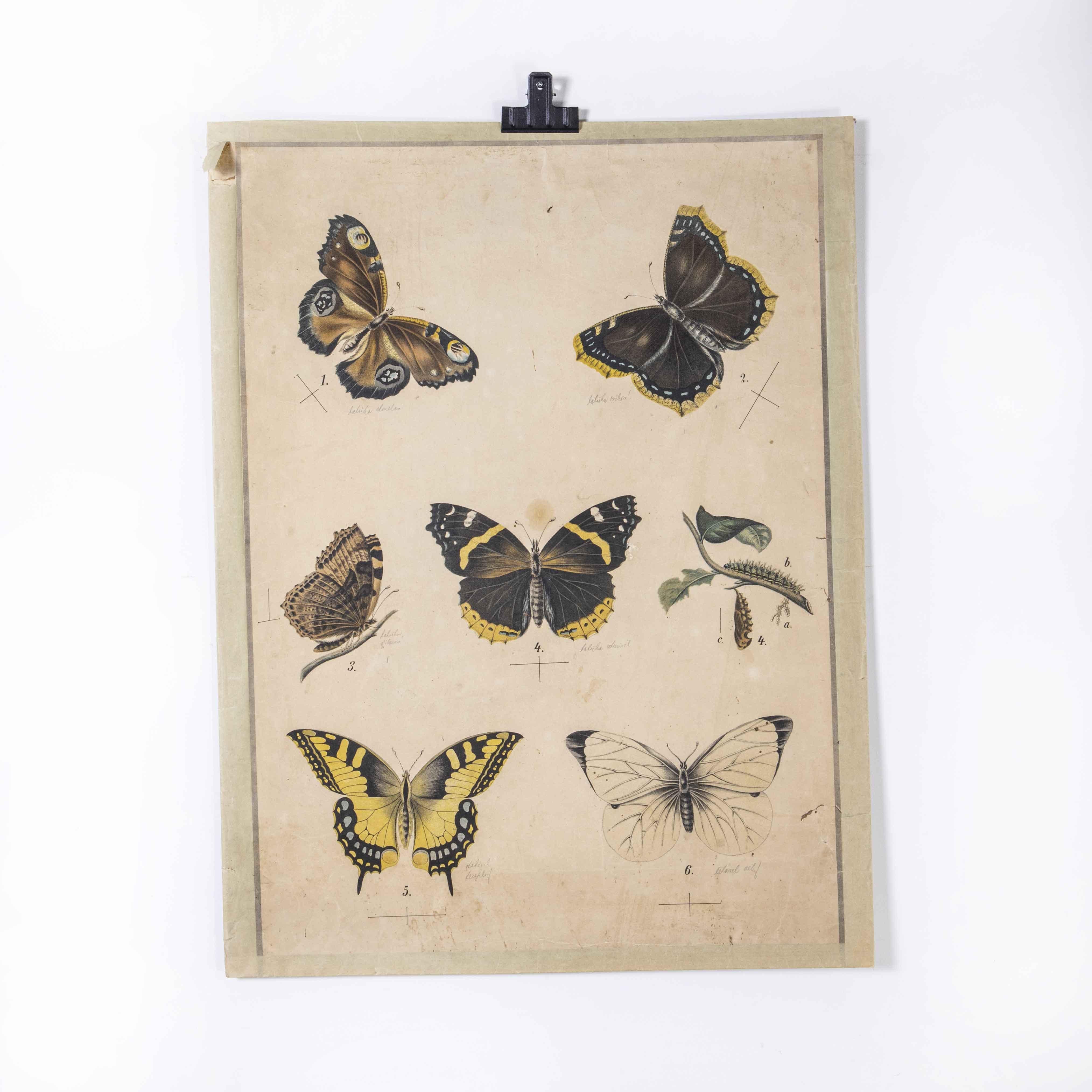 Early 20th Century Butterflies Educational Poster In Good Condition For Sale In Hook, Hampshire