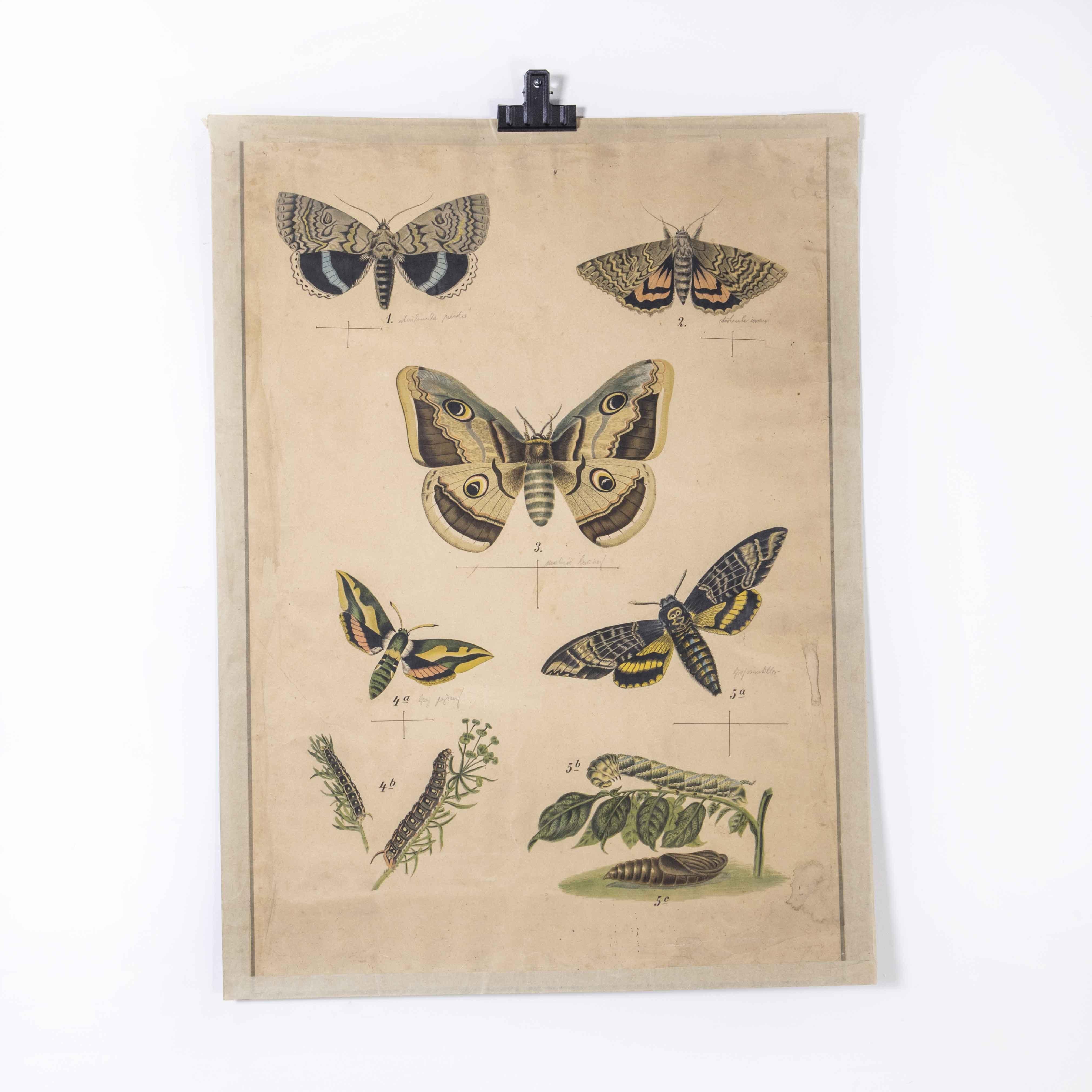 Paper Early 20th Century Butterflies Educational Poster For Sale