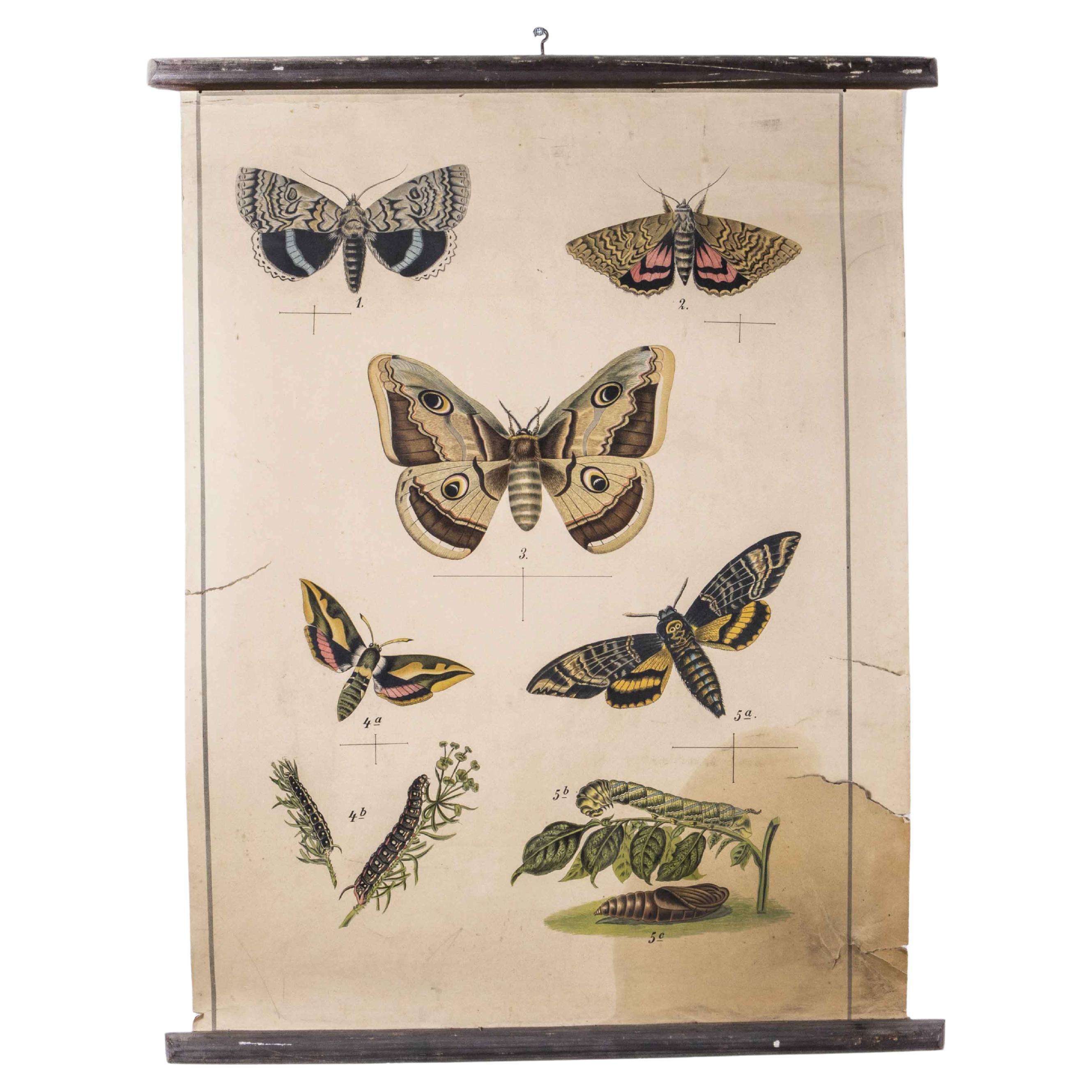 Early 20th Century Butterflies Educational Poster For Sale