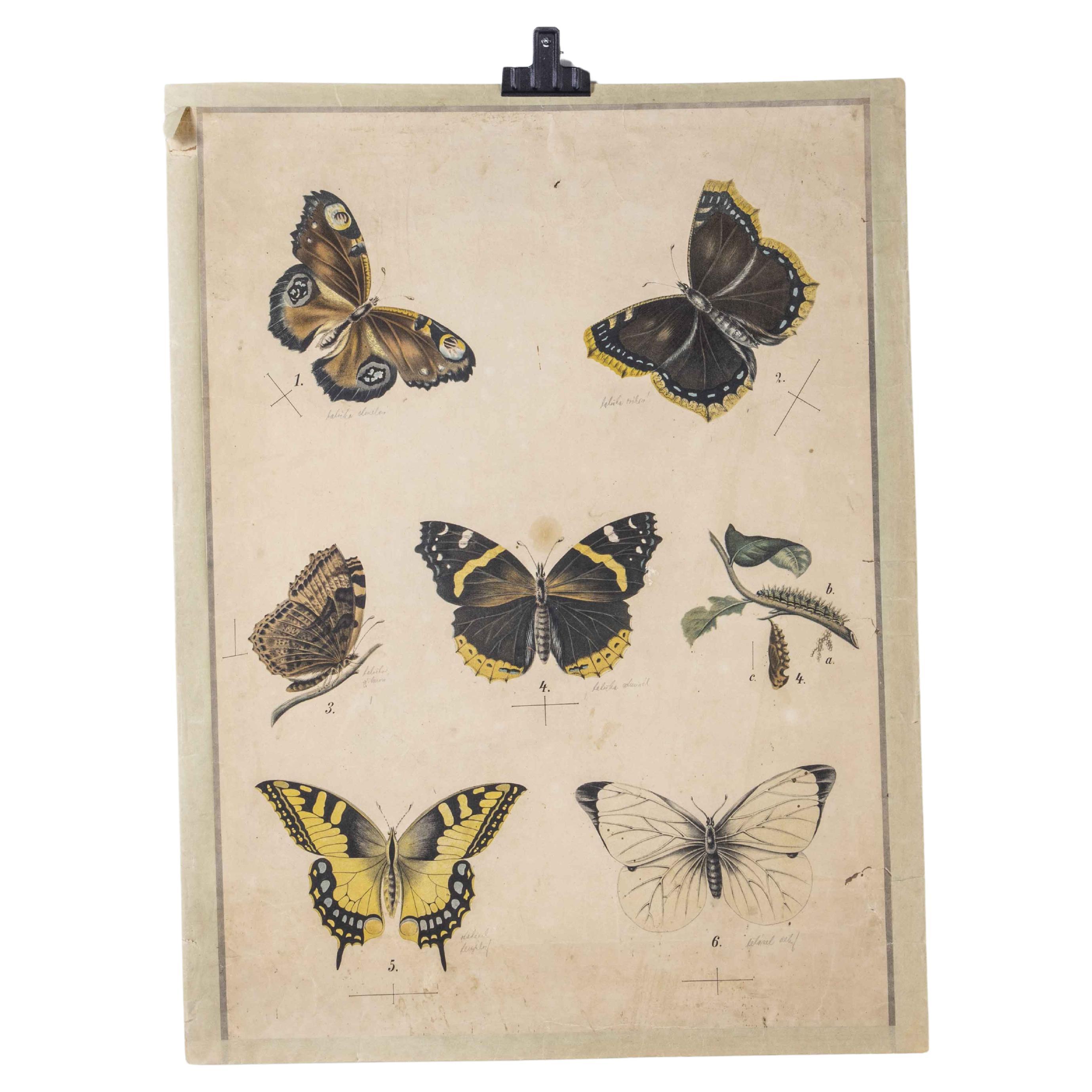 Schmetterlinge Pädagogisches Poster, frühes 20. Jahrhundert im Angebot