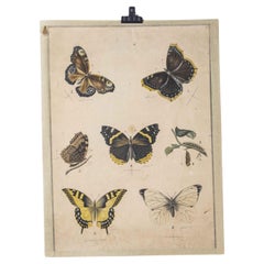 Affiche éducative du début du 20e siècle sur les papillons