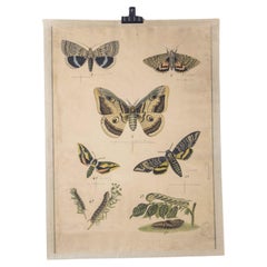 Antique Early 20th Century Butterflies Educational Poster