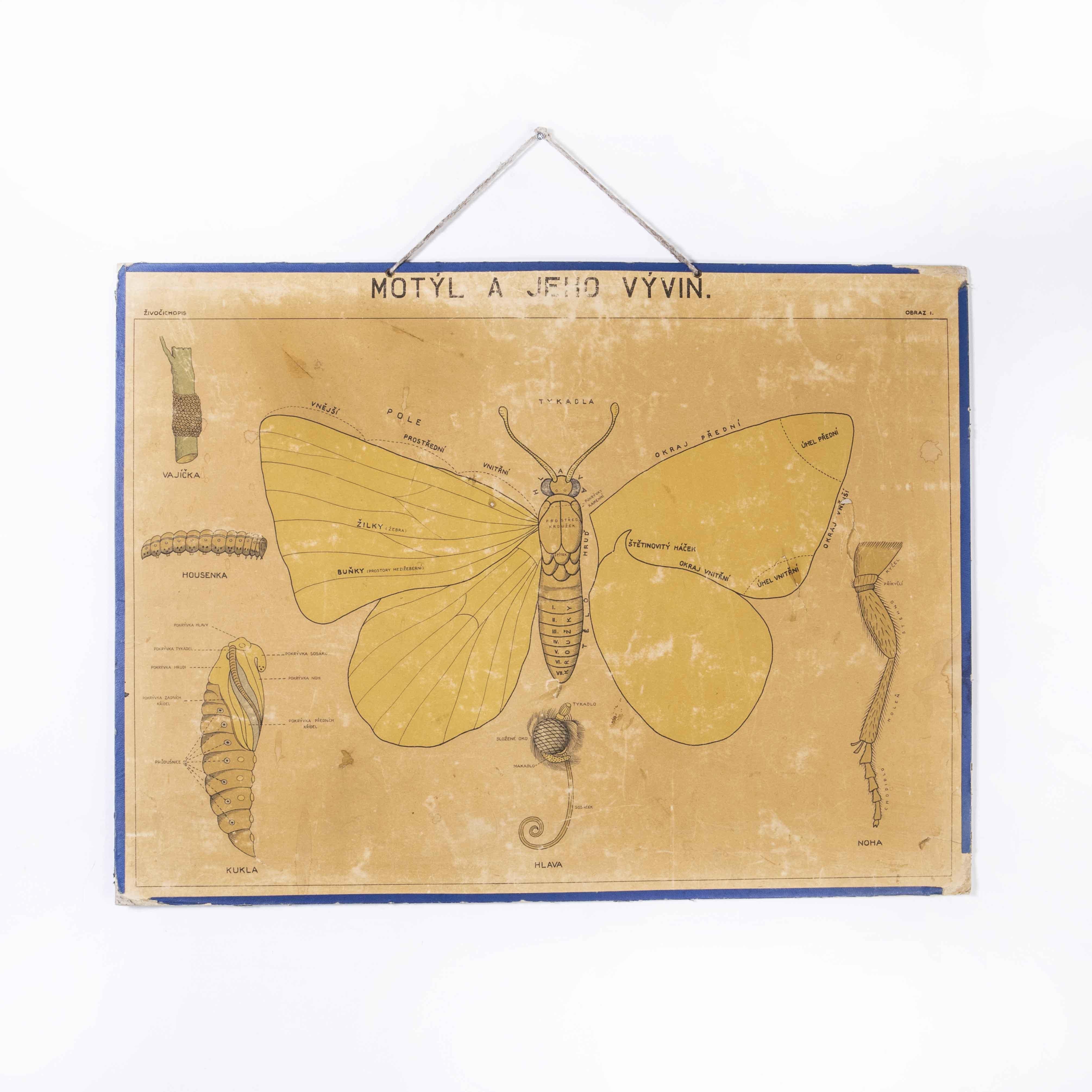Tchèque Affiche éducative du début du 20e siècle sur l'anatomie du papillon en vente