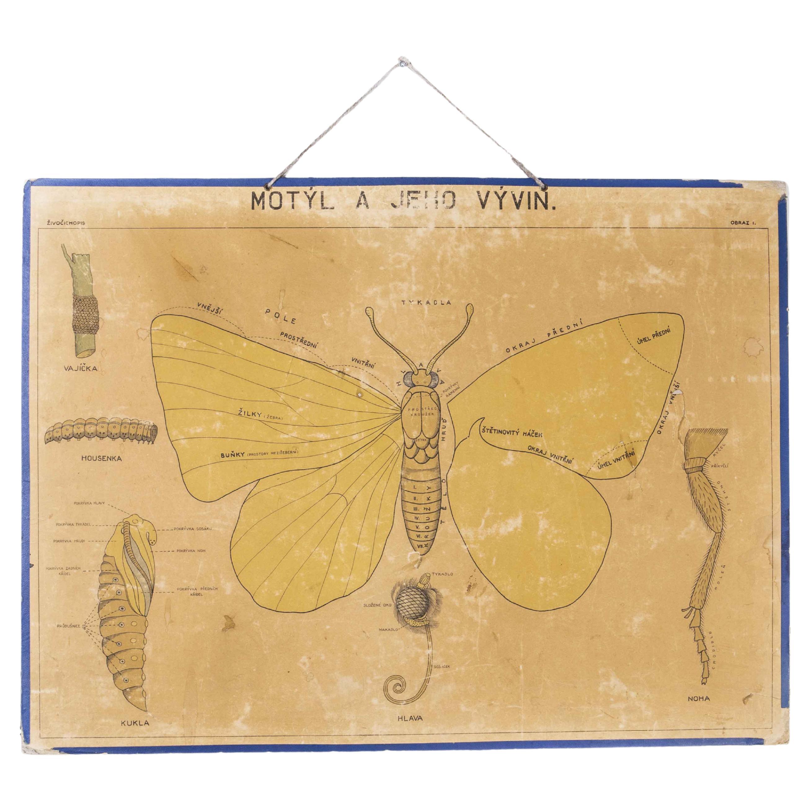 Early 20th Century Butterfly Anatomy Educational Poster For Sale