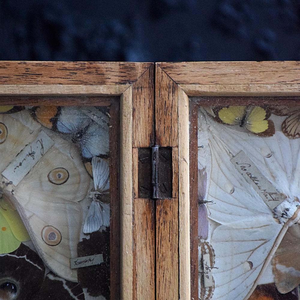 Hand-Crafted Early 20th Century Butterfly Collection Case