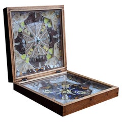 Early 20th Century Butterfly Collection Case