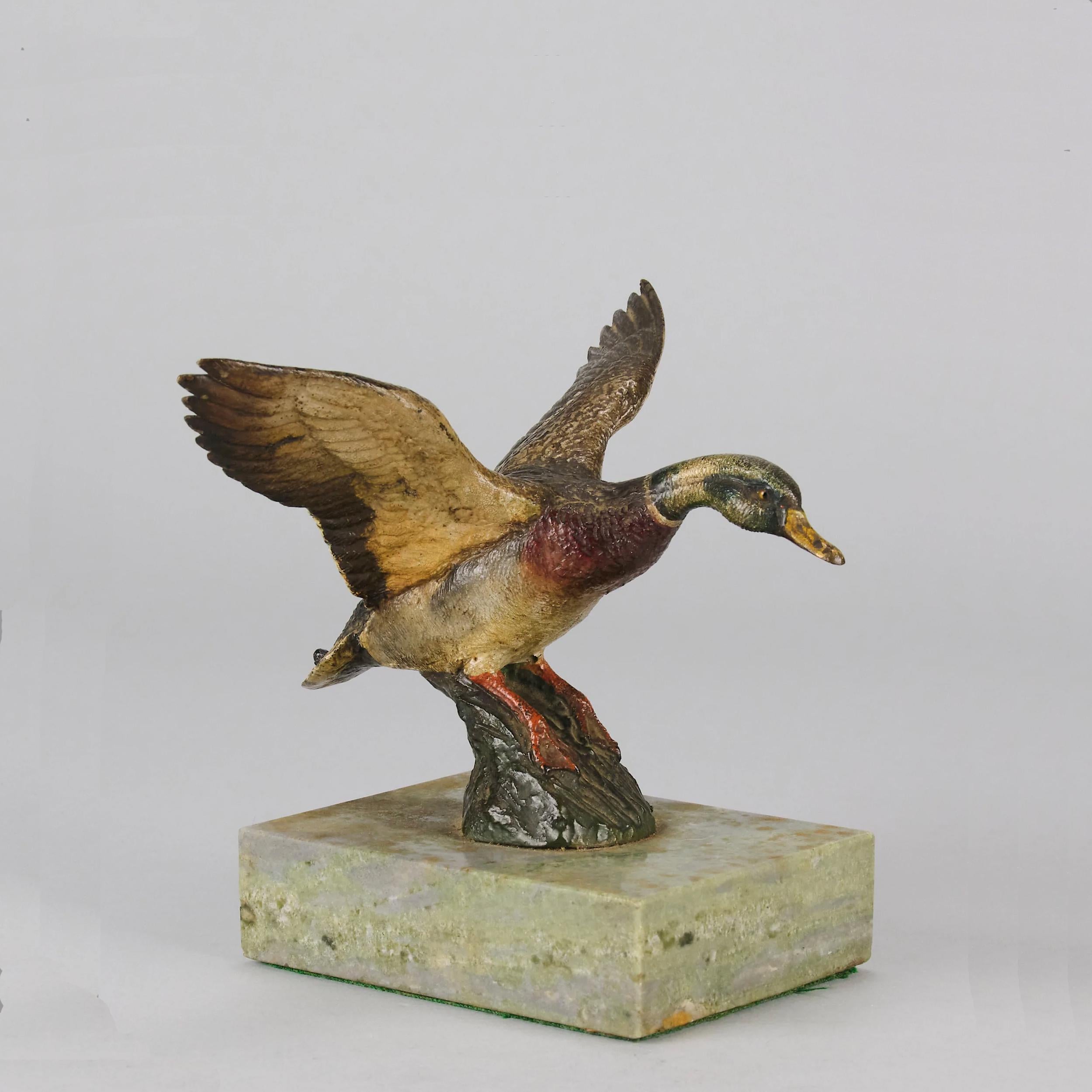 An endearing cold painted Austrian Bronze study of a male mallard duck in flight. The bronze exhibiting a fine array of naturalistic colours and finished with good hand chased surface detail
Additional information

Measures: Height: 13 cm