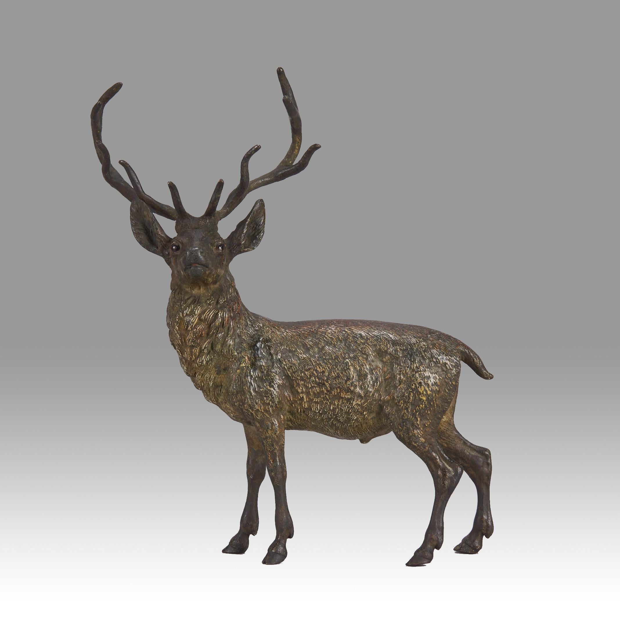 Impressive cold painted Austrian bronze study of a standing stag with intricate detail and very fine color; stamped with the Bergman 'B’ within an amphora shaped vase
Additional information

Height: 20 cm

Depth: 8 cm

Width: 17