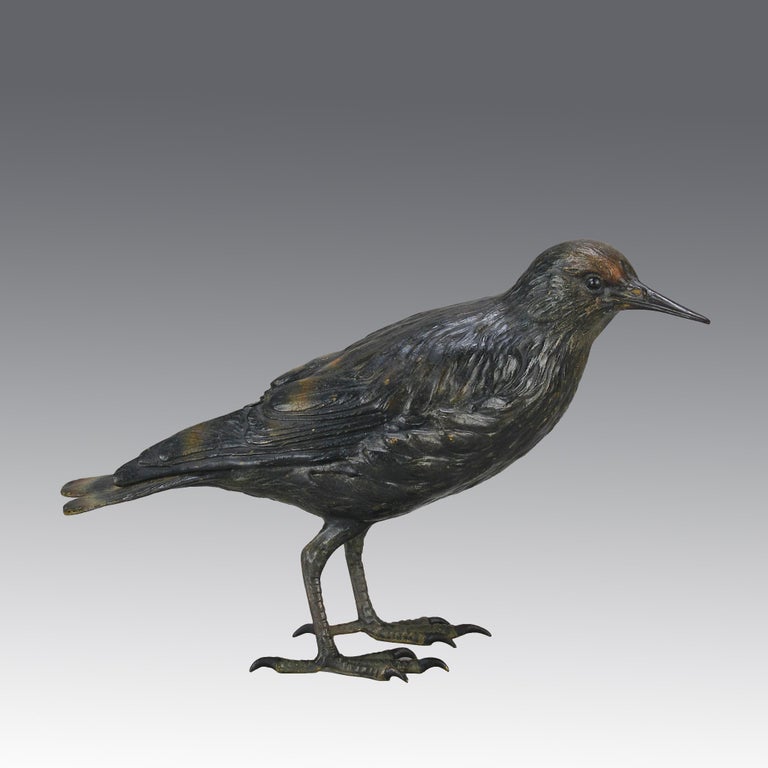 An excellent early 20th century Austrian bronze study of a Starling bird. The bronze exhibiting Fine naturalistic cold-painted colors and very good hand finished surface detail, signed with the Bergman 'B' in an Amphora vase

Additional