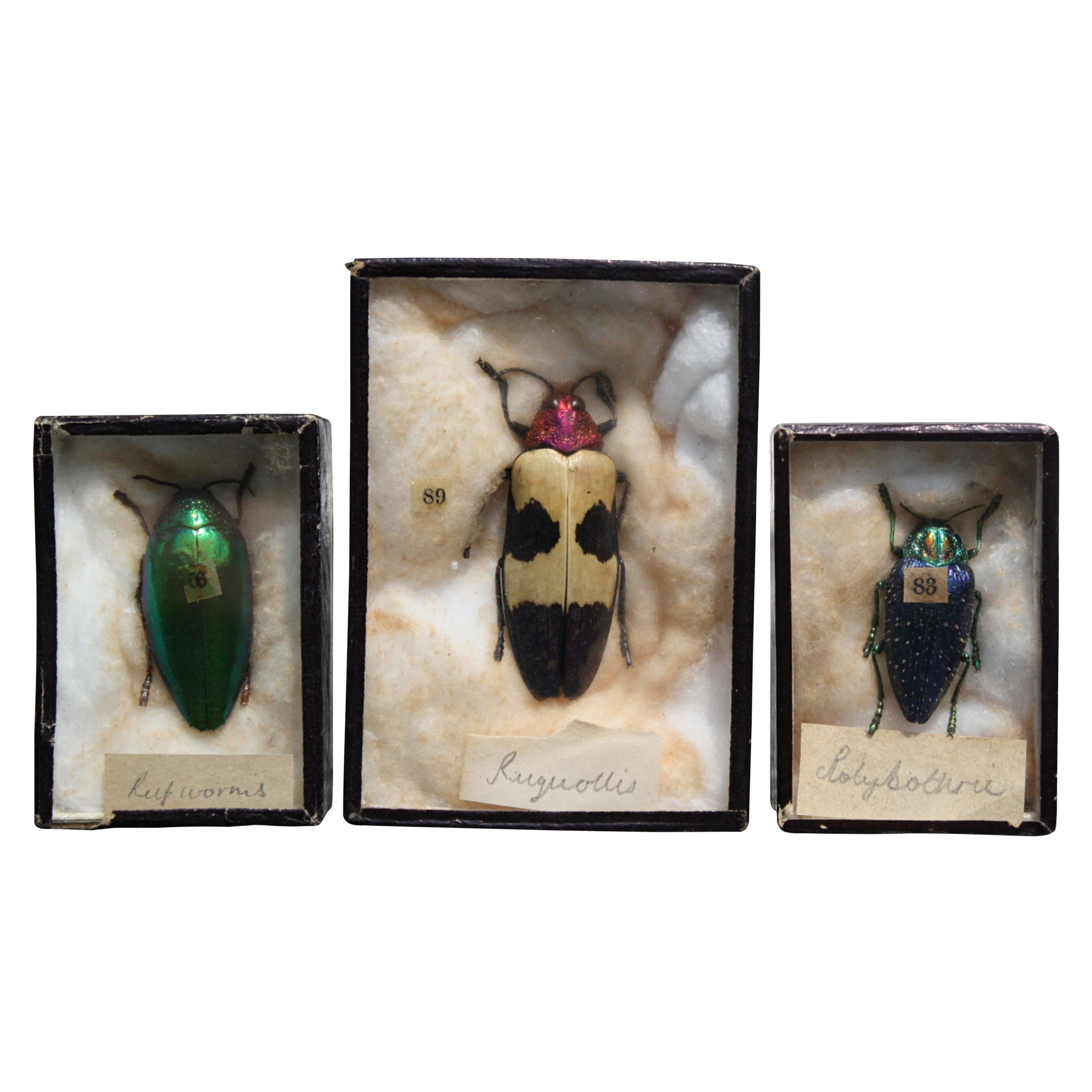 Early 20th Century Collection of 44 Cased Museum Entomology Beetle Specimens