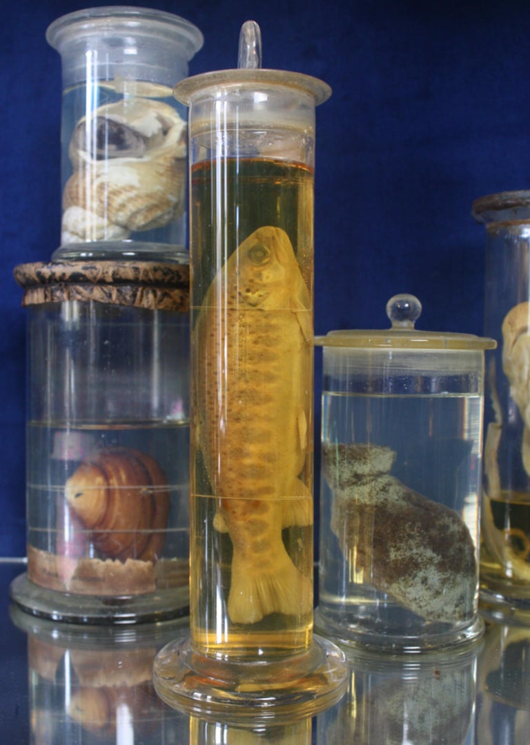 Early 20th Century Collection of Thirty Eight Zoological Taxidermy Wet Specimens at 1stDibs