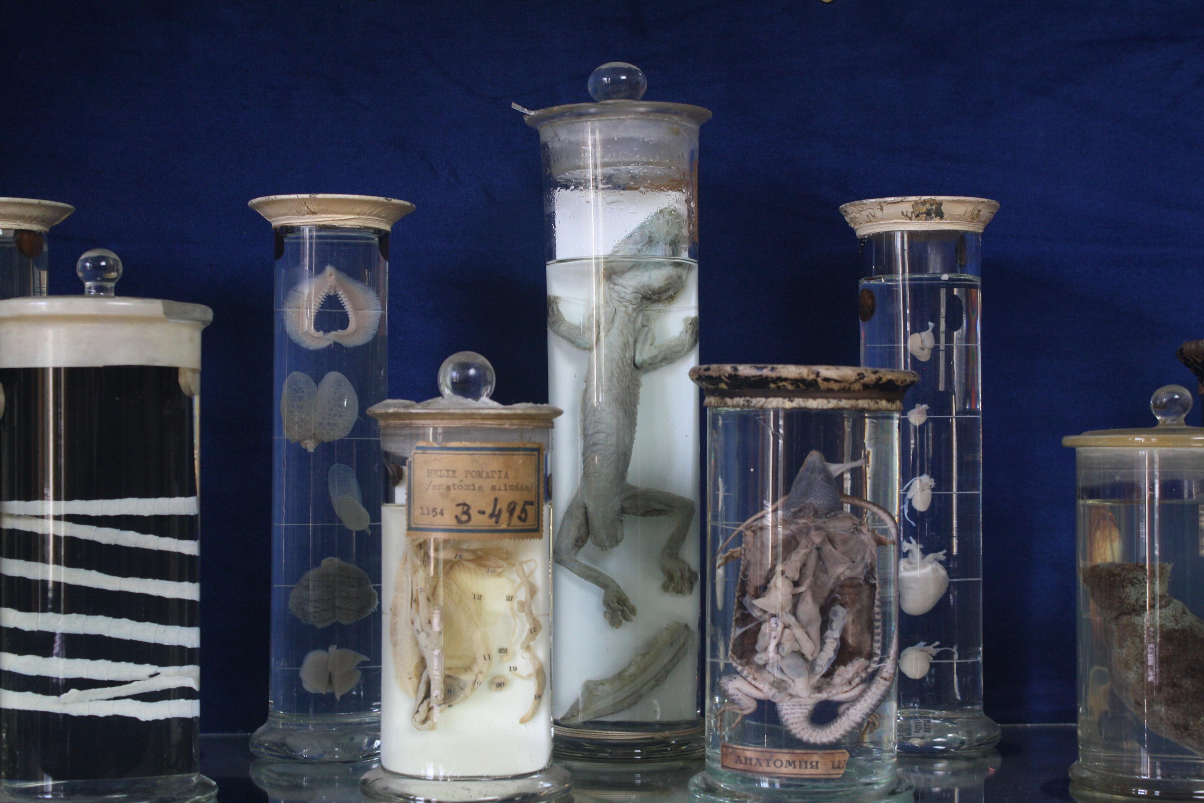Early 20th Century Collection of Thirty Eight Zoological Taxidermy Wet Specimens 6