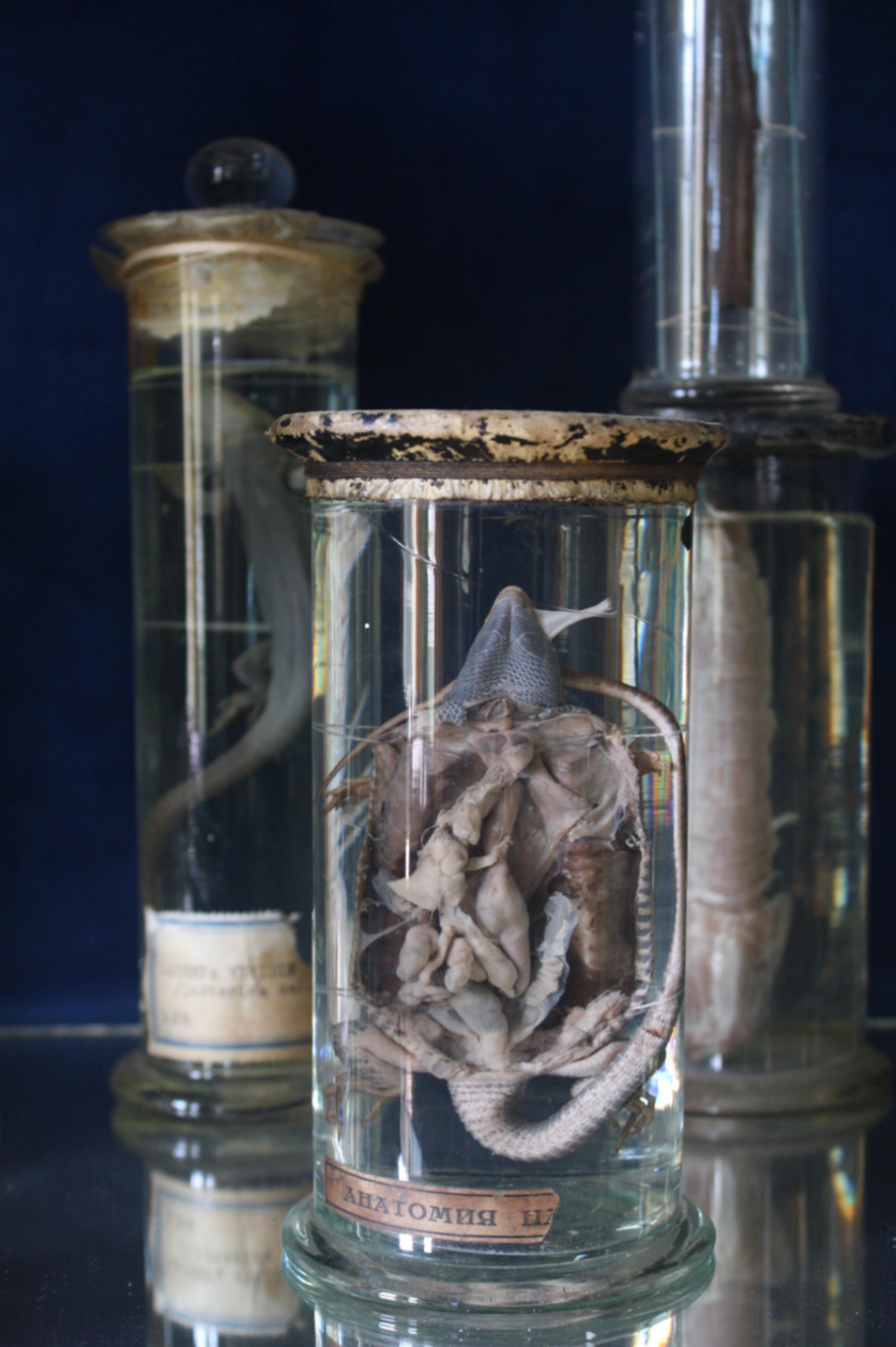 A collection of 38 wet specimens, all in excellent condition with good liquid levels.
These are European in origin, some with labels and museum numbers.
These specimens range in age from early to end of the second quarter of the 20th century. They