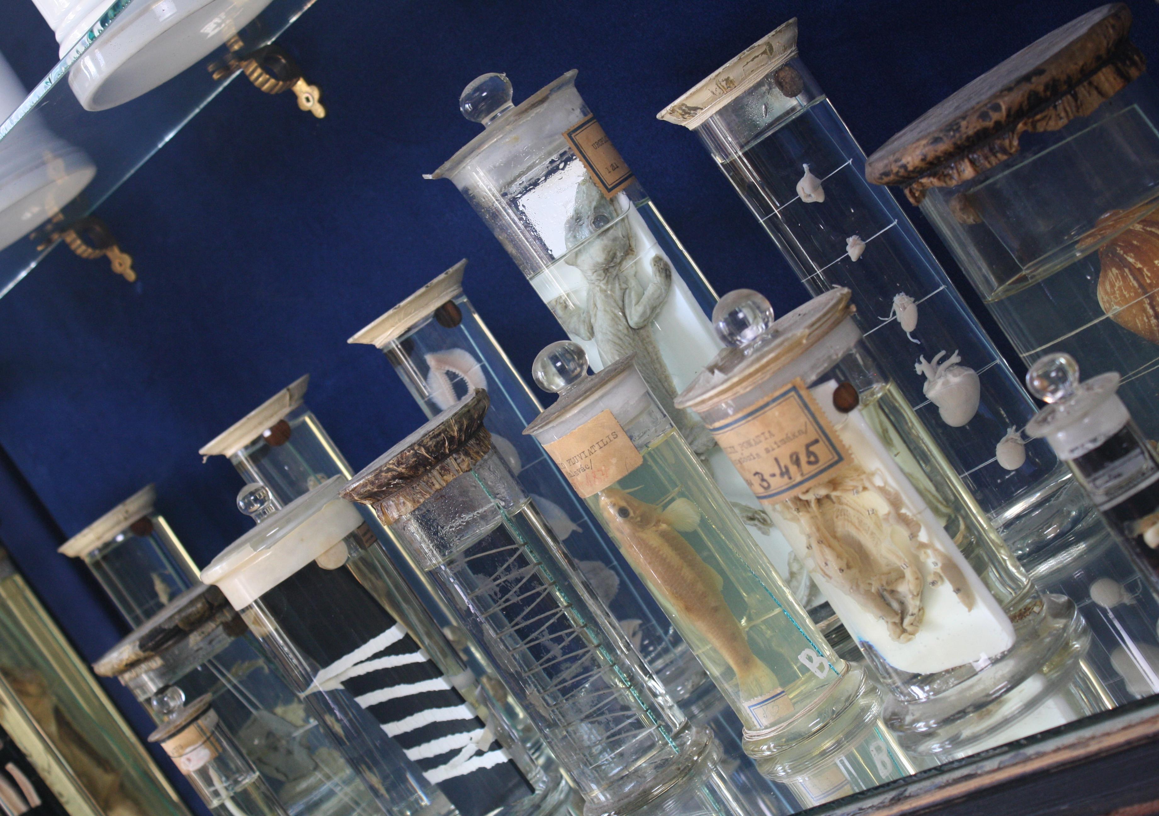 Early 20th Century Collection of Thirty Eight Zoological Taxidermy Wet Specimens In Good Condition In Lowestoft, GB