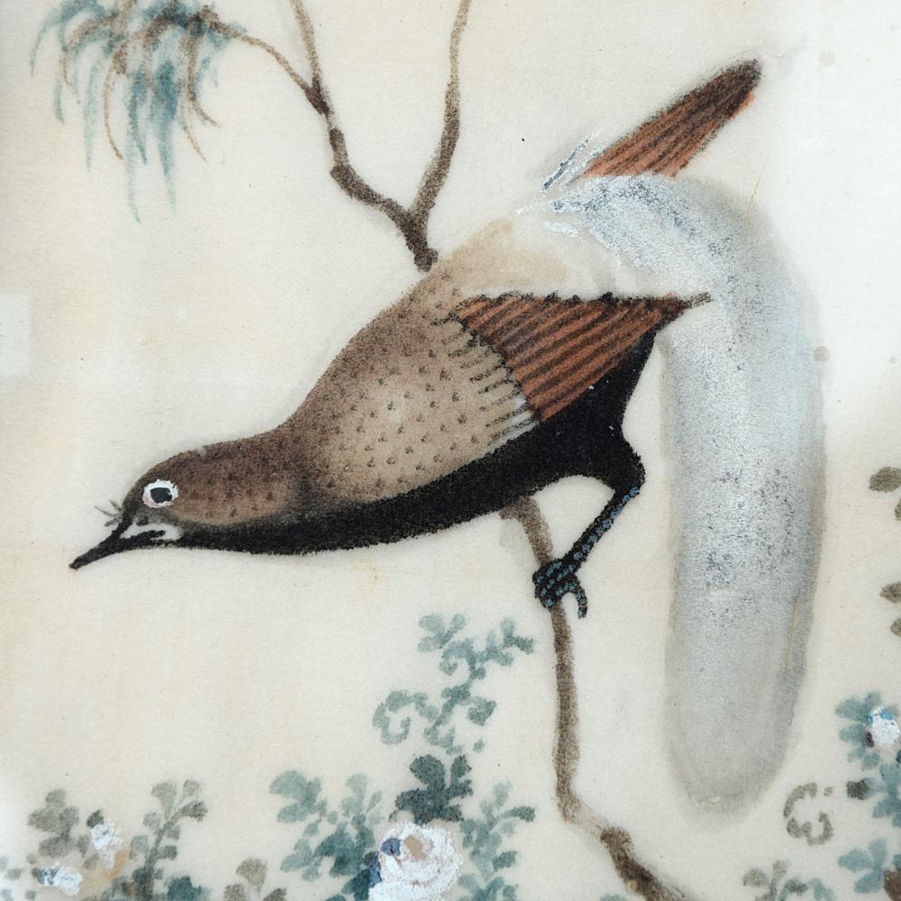 Unknown Early 20th Century Collection of Tropical Bird Paintings