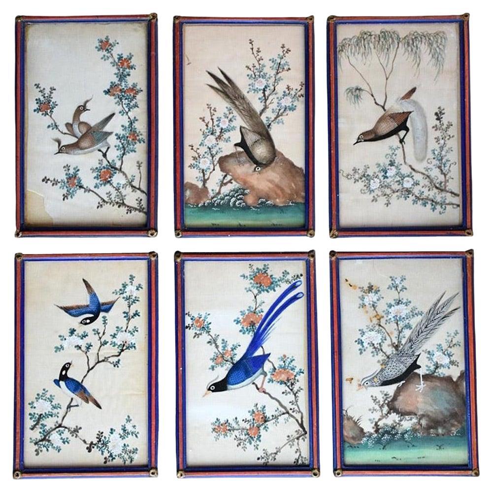 Early 20th Century Collection of Tropical Bird Paintings