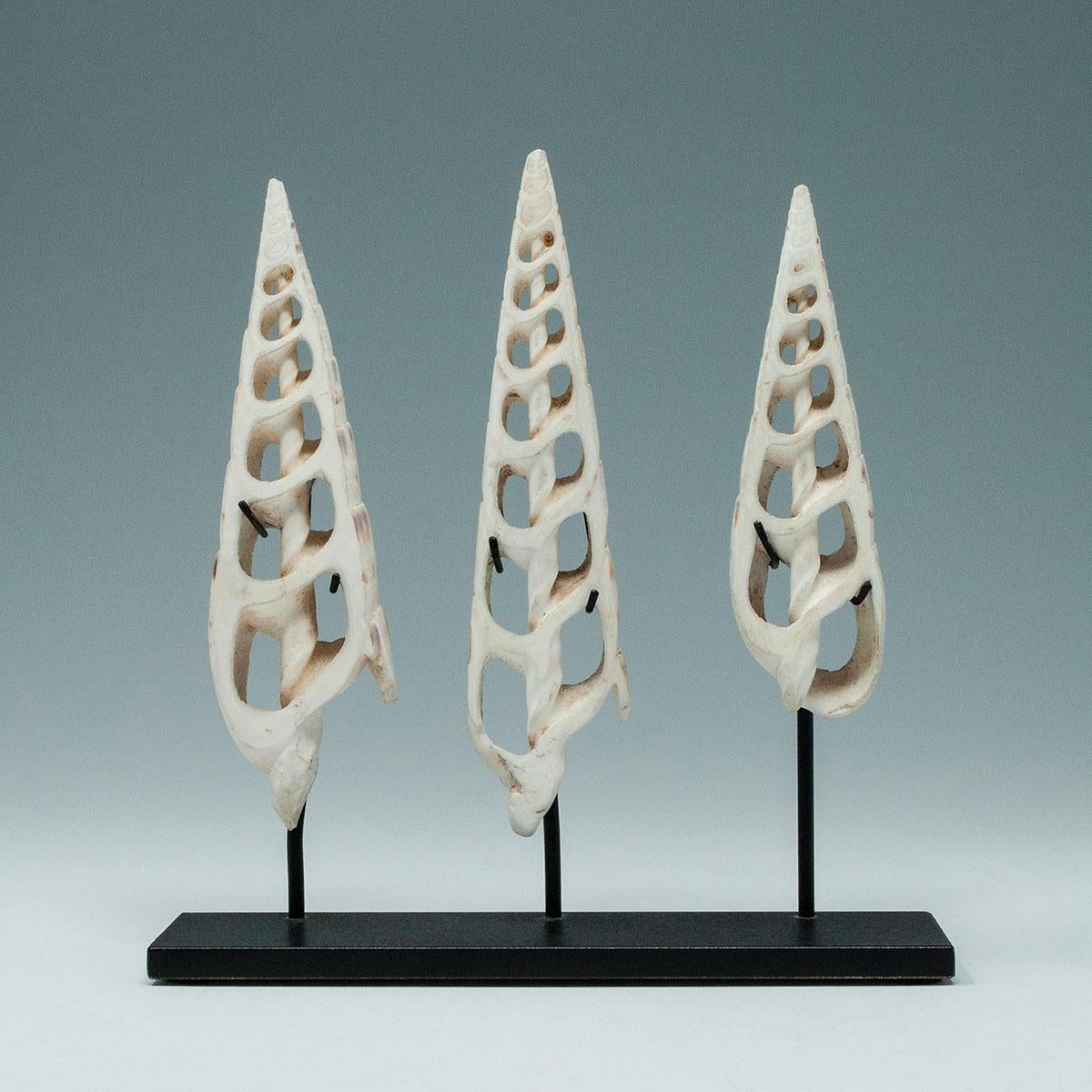 Début du 20e siècle, The Conus Shell Ornamental, Îles Solomon

Trois conus spiralés des îles Salomon. Ils étaient laborieusement tranchés avec du sable et des bambous, ce qui contribuait à leur valeur en tant que monnaie, ainsi qu'en tant