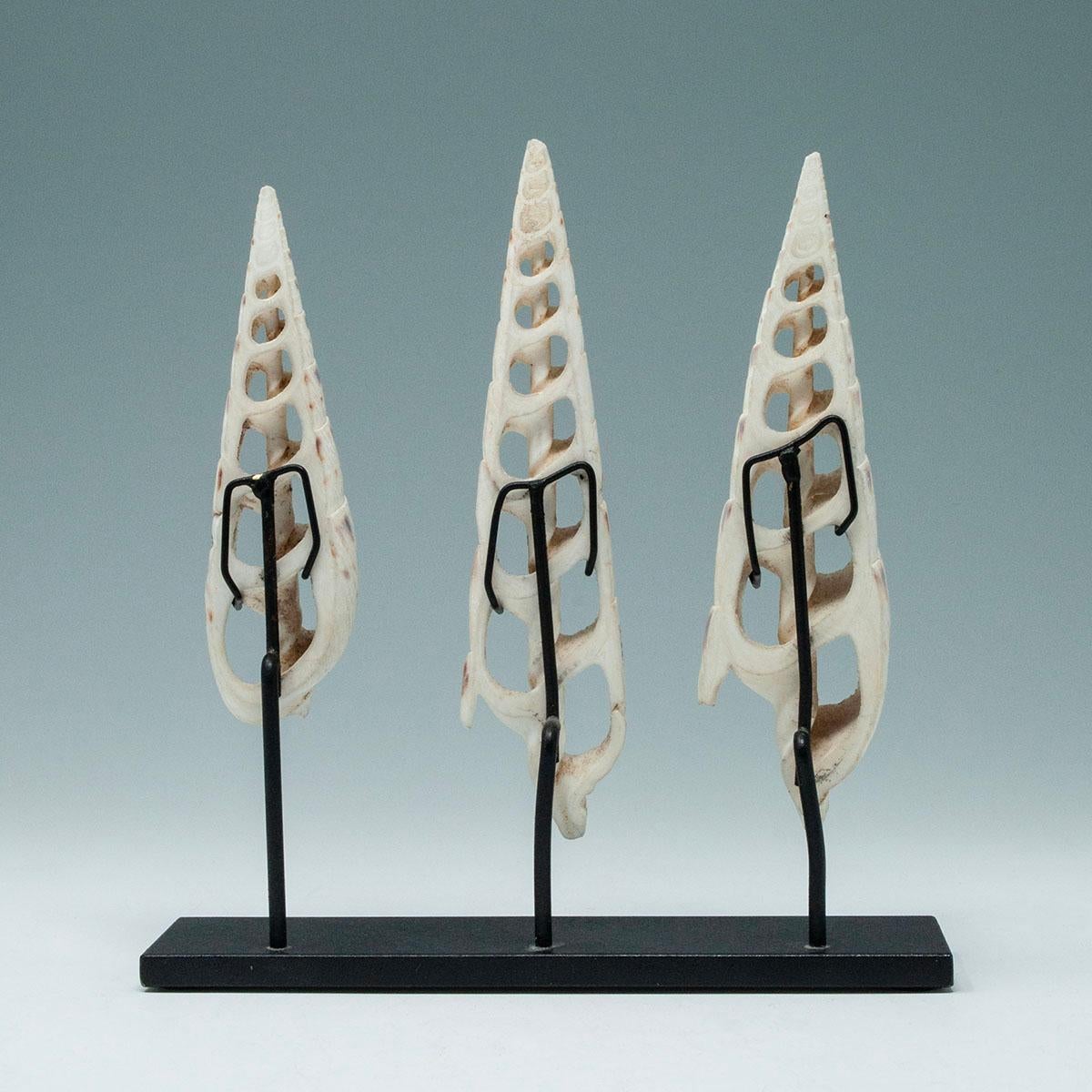 Tribal Début du 20e siècle, The Conus Shell Ornamental, Îles Solomon en vente