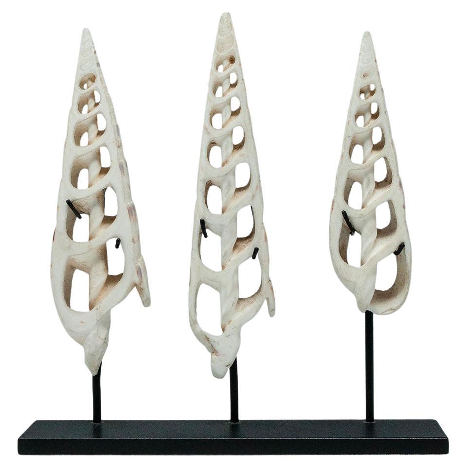 Early 20th Century Conus Shell Ornaments, Solomon Islands