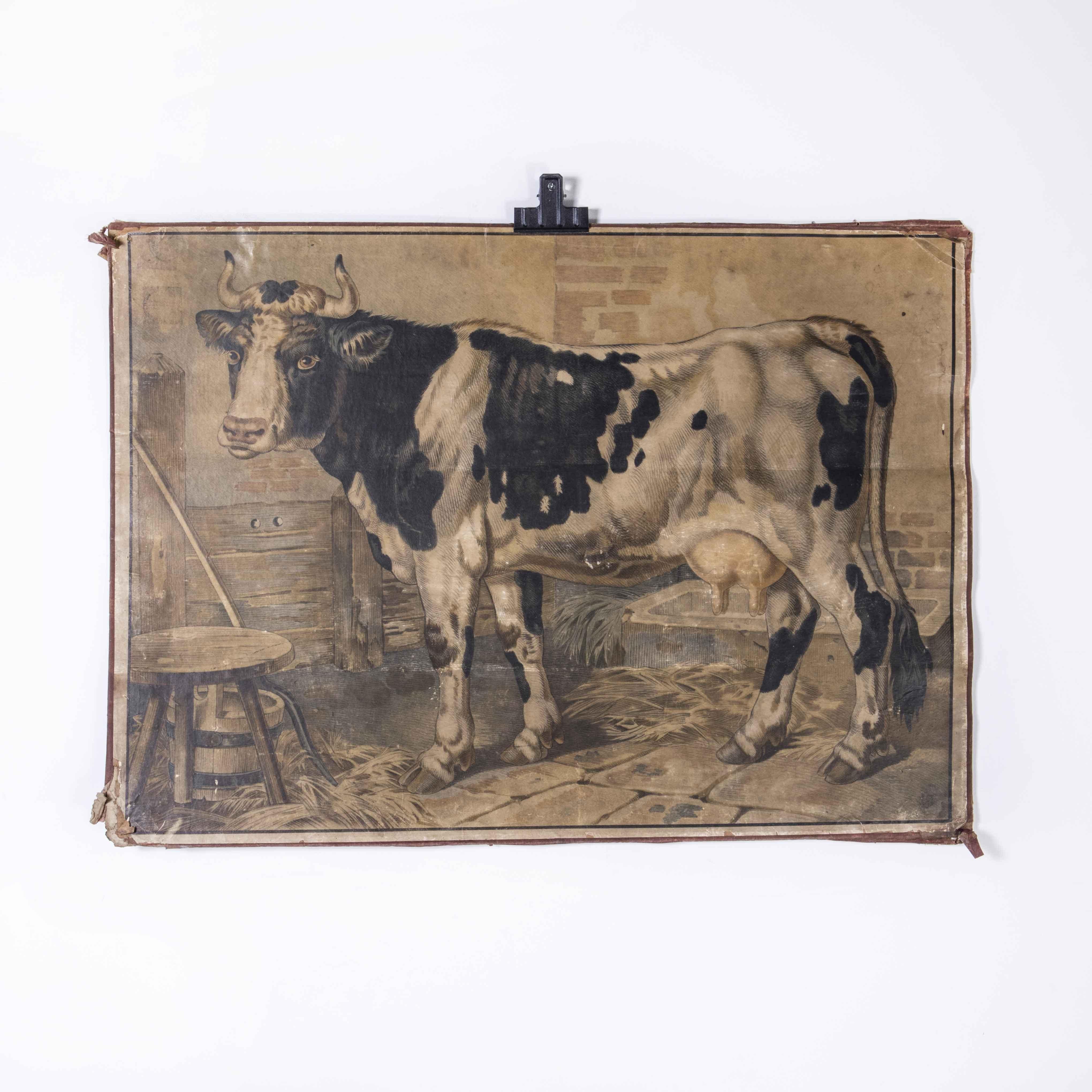 Early 20th Century Cow Educational Poster In Good Condition For Sale In Hook, Hampshire