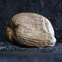 Early 20th Century Curio Posted Nut