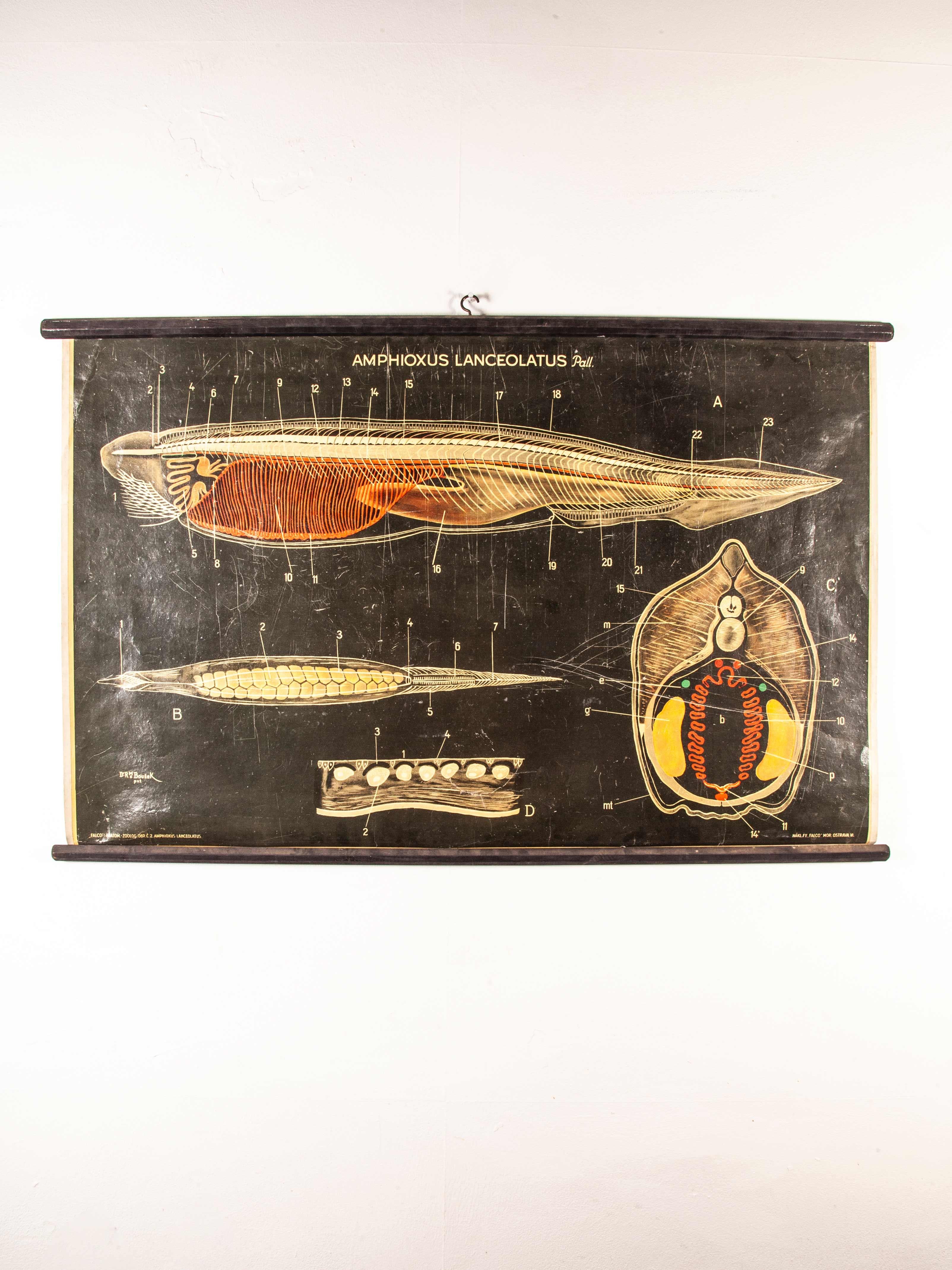 Tableau éducatif tchécoslovaque des Lancelates du début du 20e siècle en vente 4