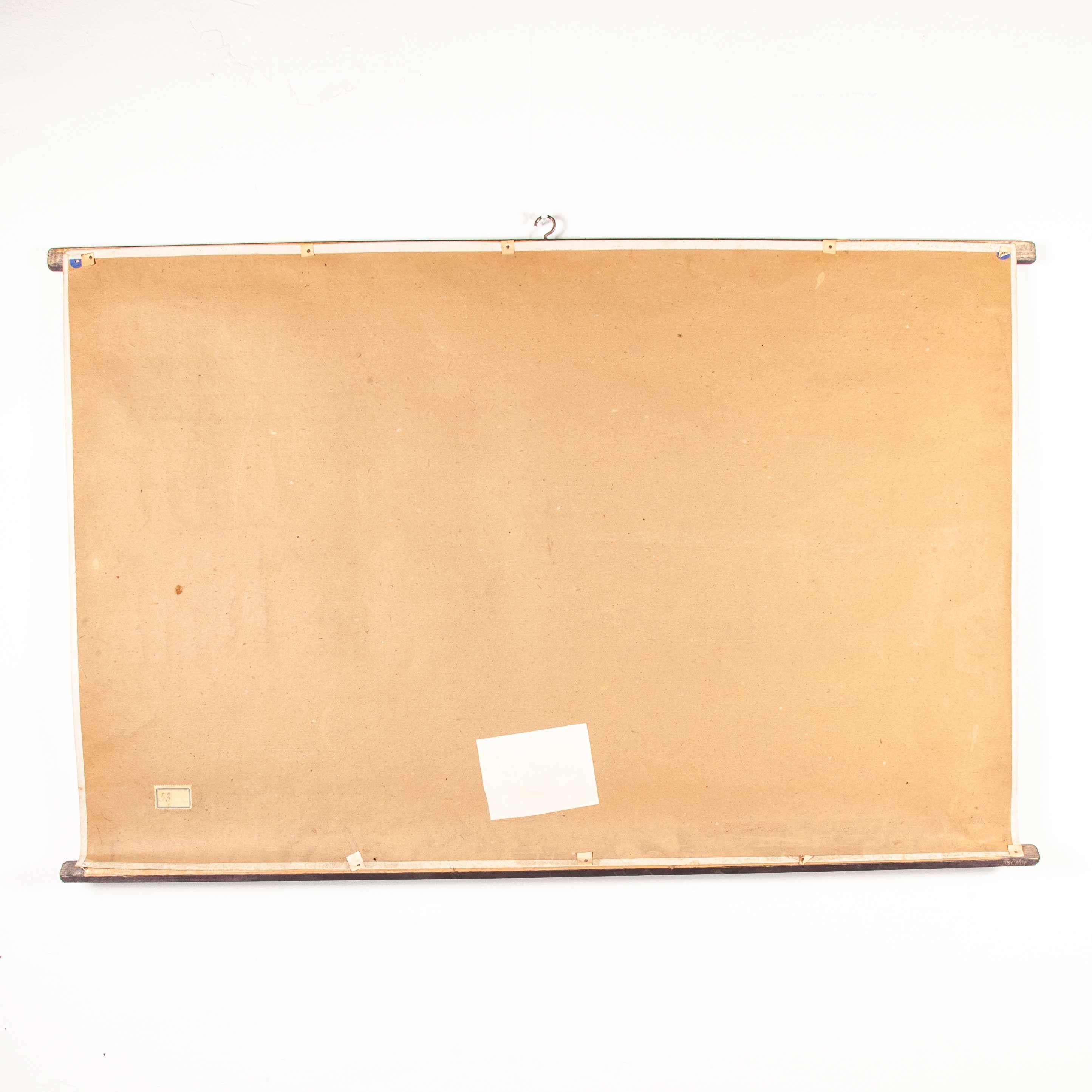 Tableau éducatif tchécoslovaque des Lancelates du début du 20e siècle en vente 10