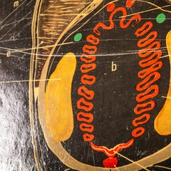 Early 20th Century Czechoslovakian Educational Chart of Lancelates