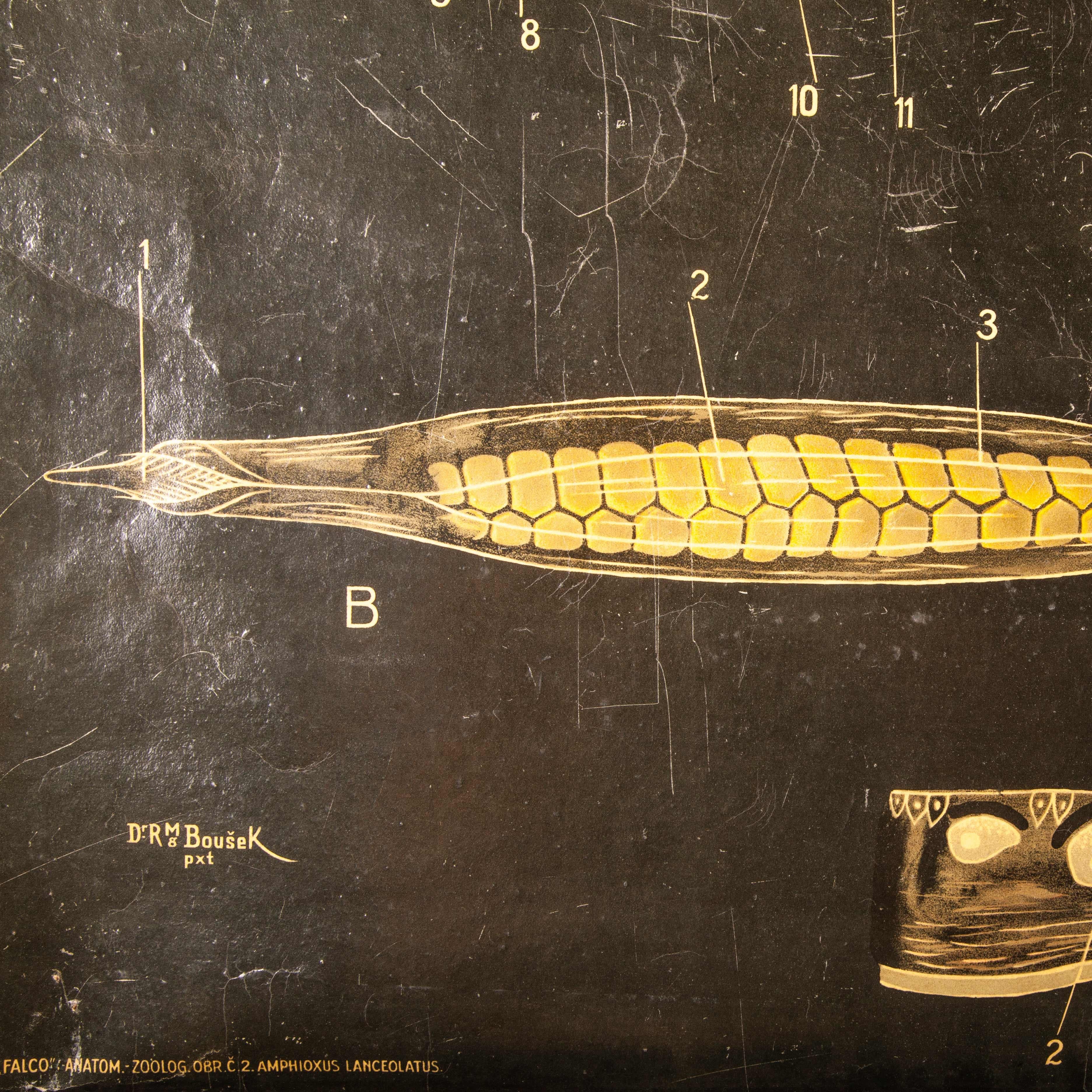 Early 20th Century Czechoslovakian Educational Chart of Lancelates For Sale 2