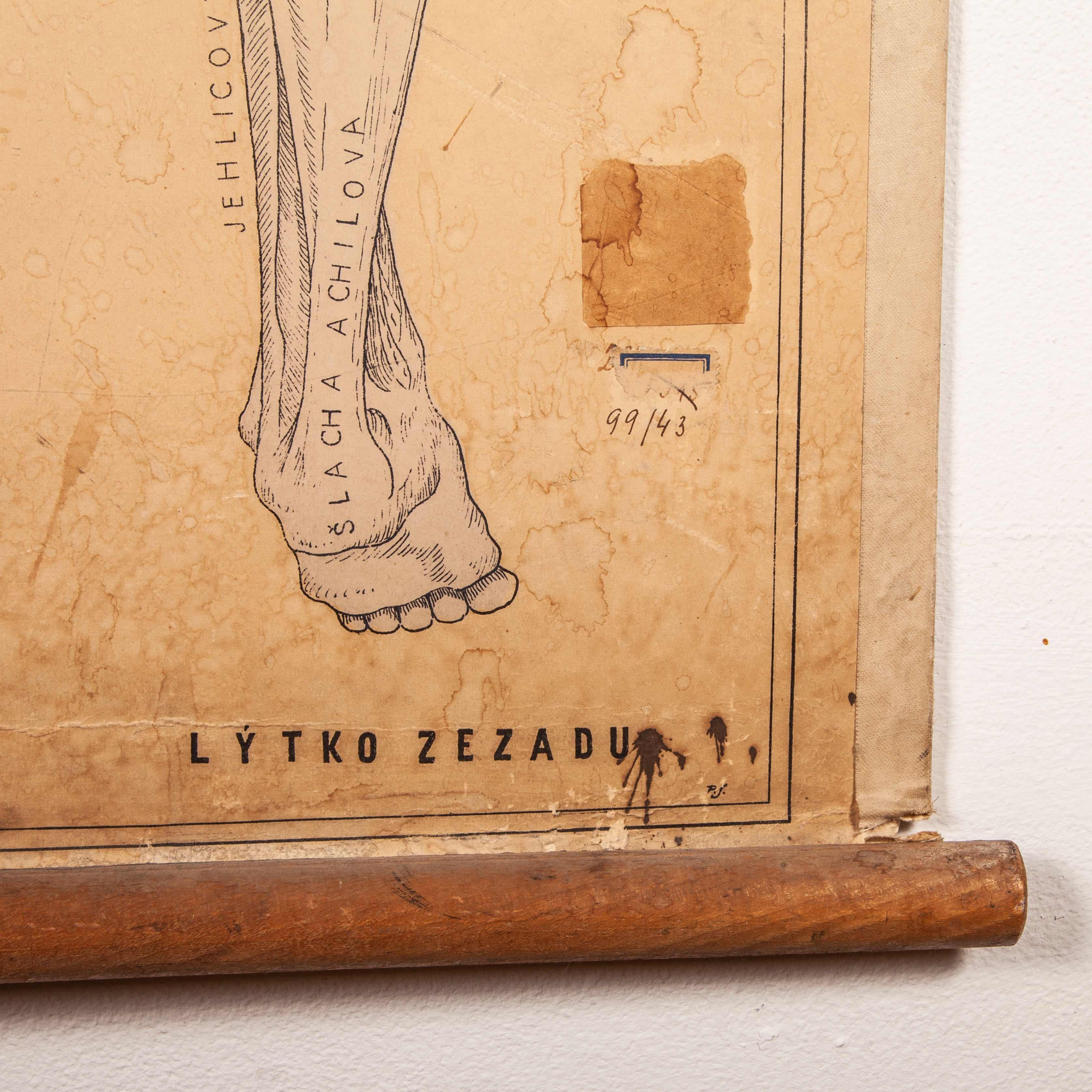 Early 20th Century Czechoslovakian Educational Muscular System Chart For Sale 5