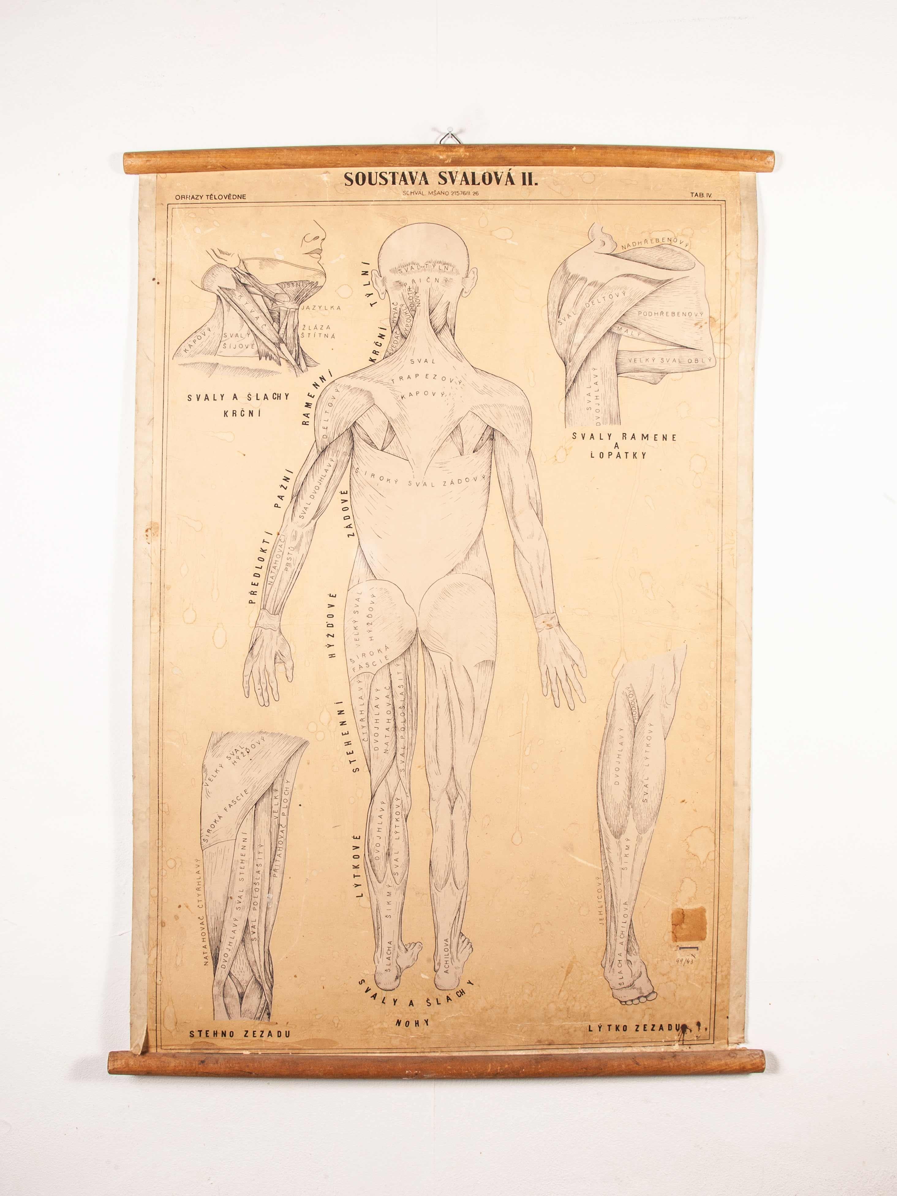 Early 20th Century Czechoslovakian Educational Muscular System Chart For Sale 6