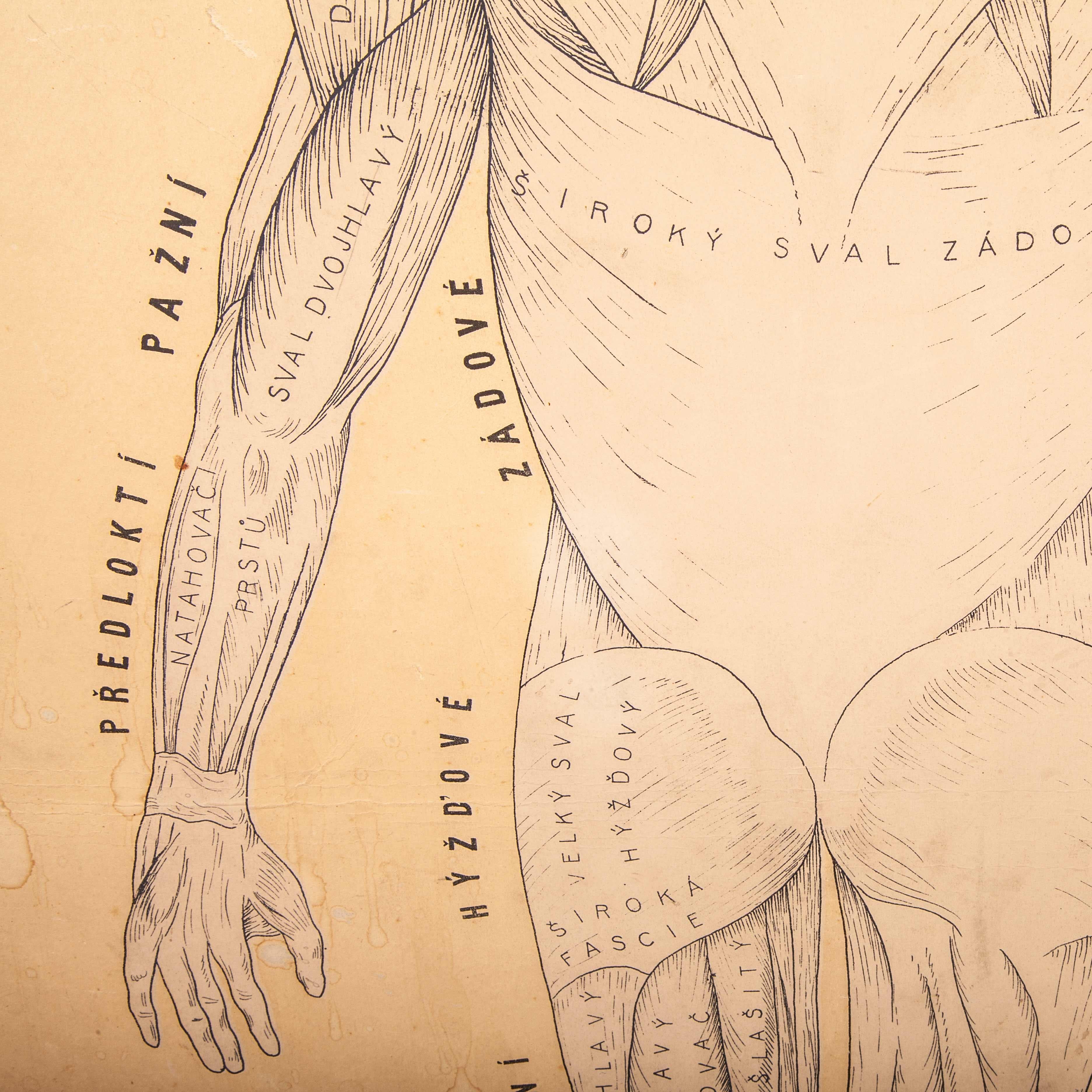 Gráfico del sistema muscular educativo checoslovaco de principios del siglo XX
Gráfico del sistema muscular educativo checoslovaco de principios del siglo XX. Un raro y antiguo gráfico mural de la República Checa que ilustra el sistema muscular de