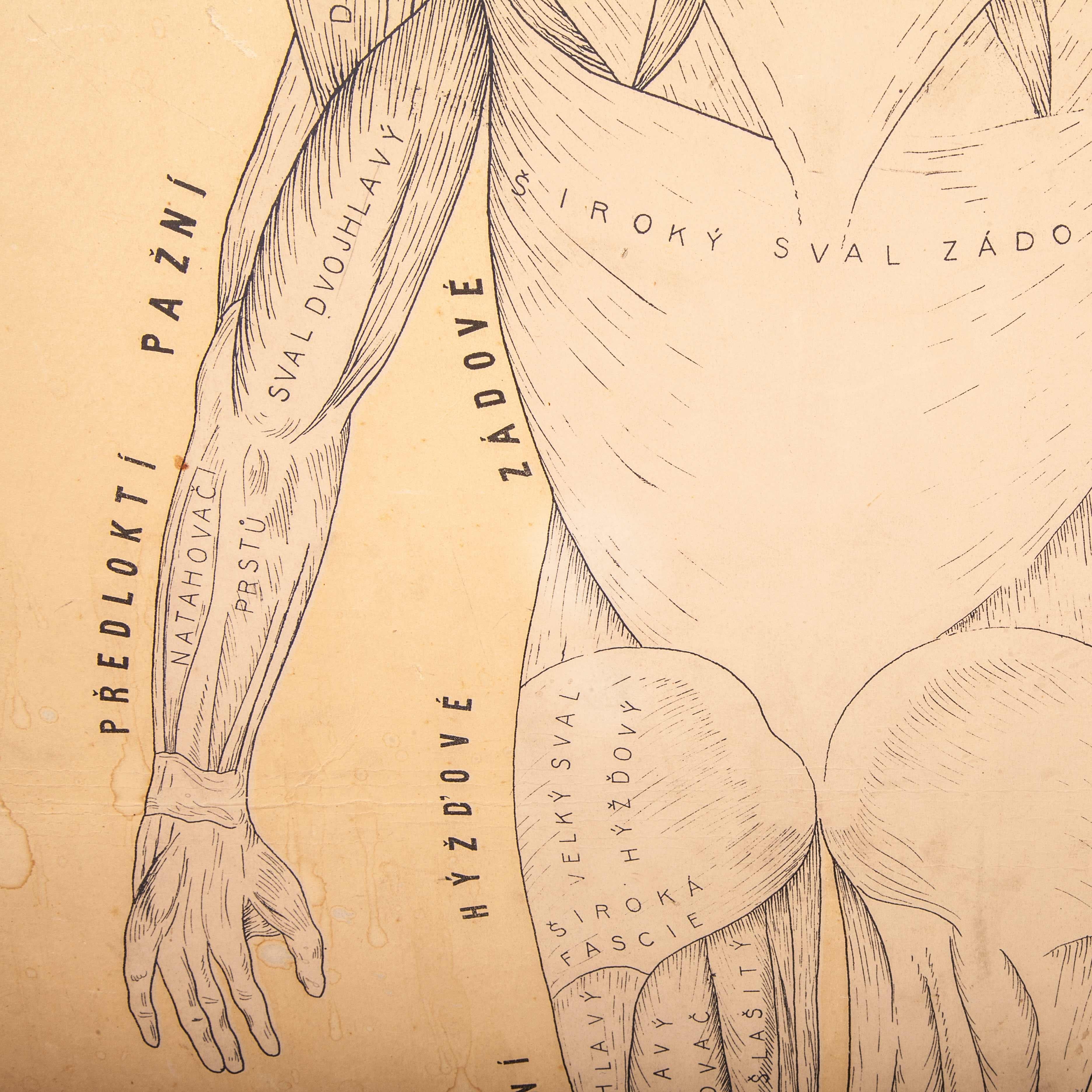 Early 20th century Czechoslovakian educational muscular system chart
Early 20th century Czechoslovakian educational muscular system chart. A rare and vintage wall chart from the Czech Republic illustrating the muscular system of a human. This rigid