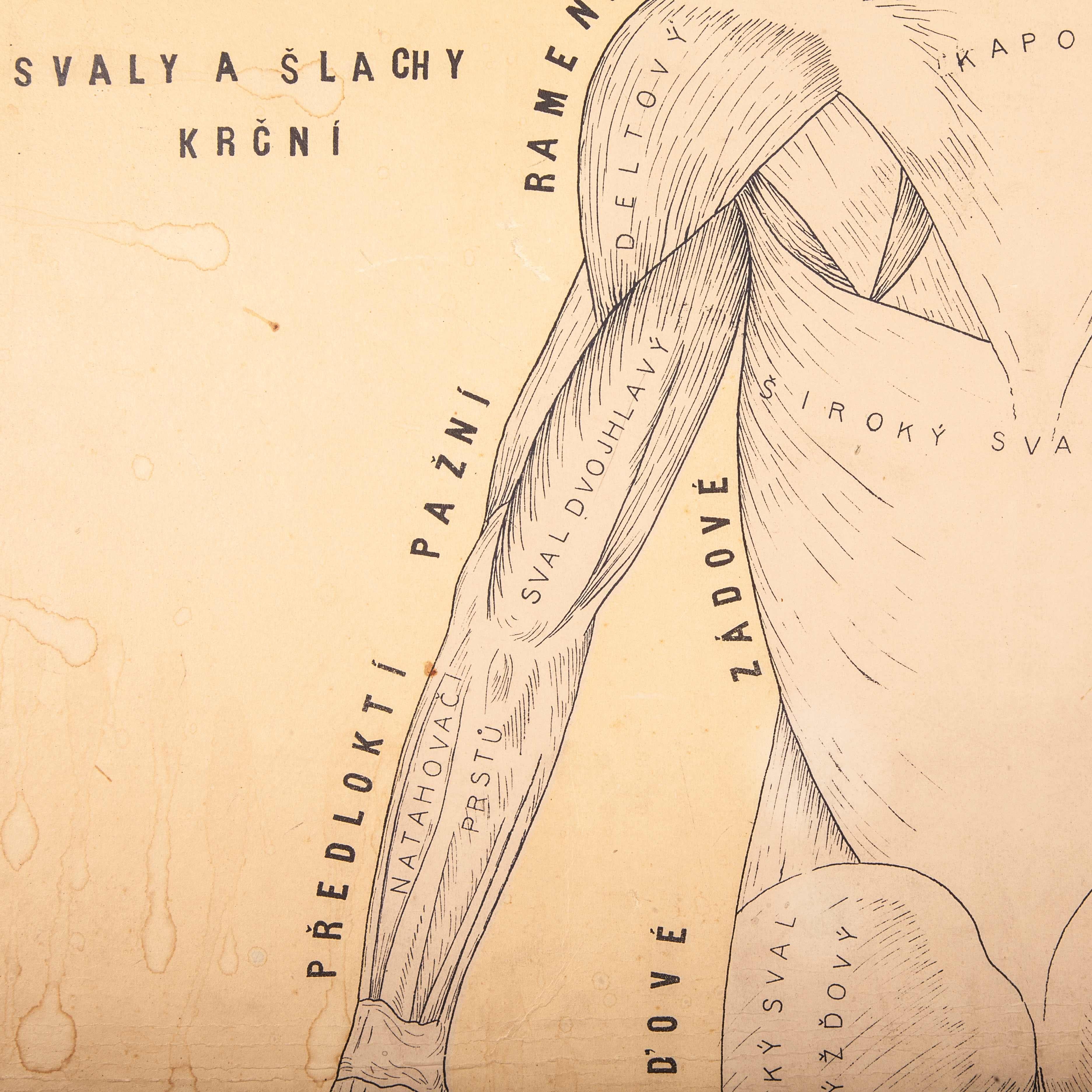 Early 20th Century Czechoslovakian Educational Muscular System Chart For Sale 1