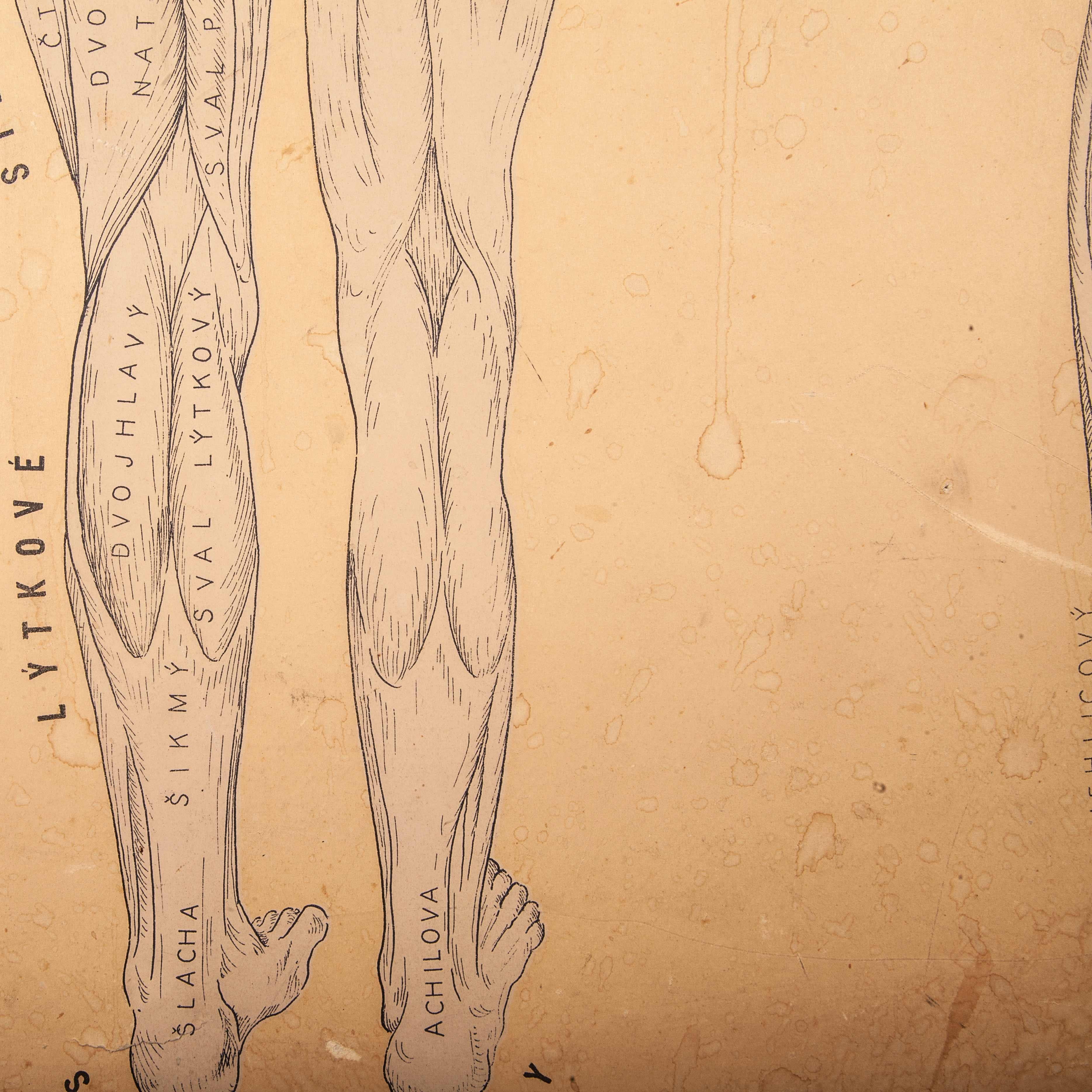 Early 20th Century Czechoslovakian Educational Muscular System Chart For Sale 3