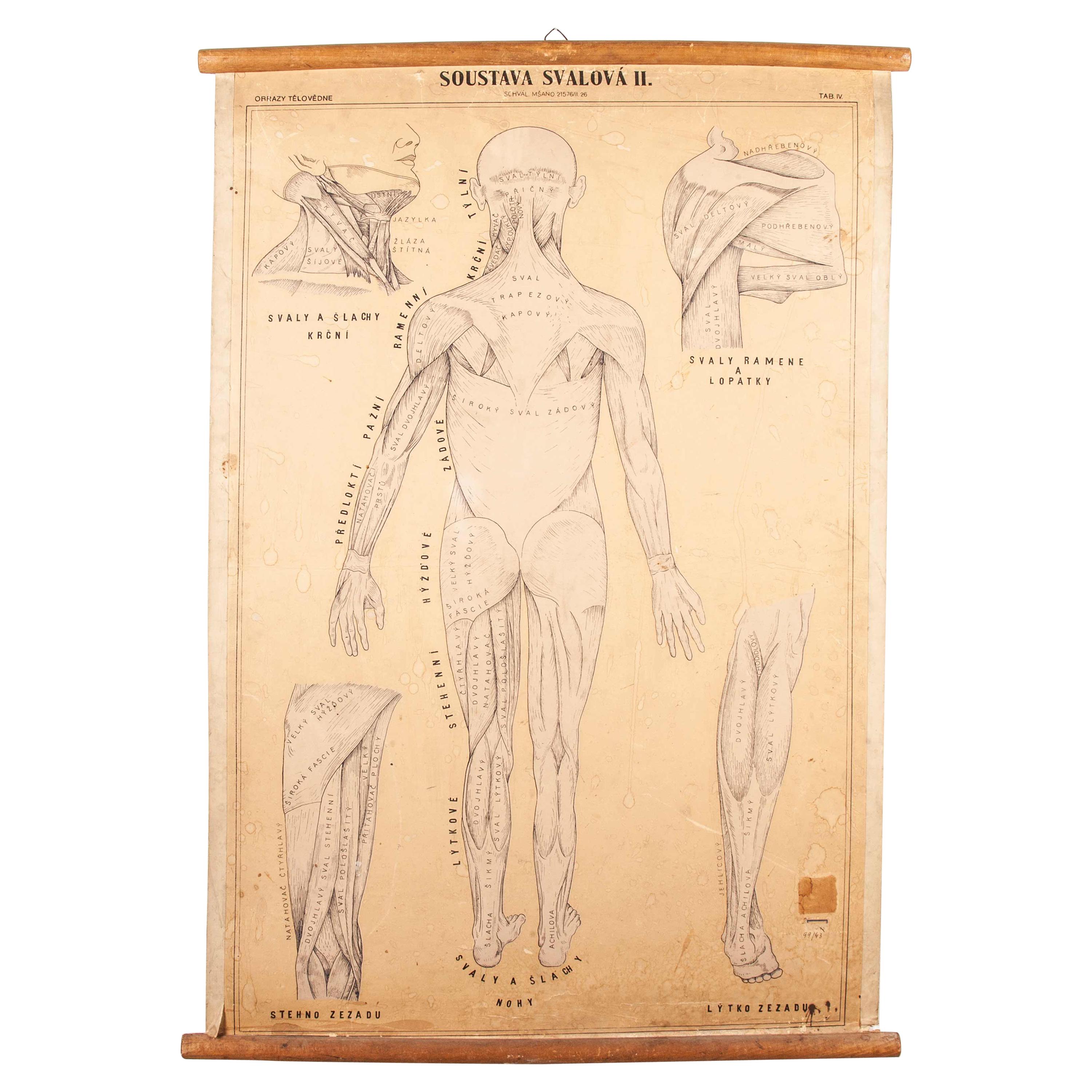 Early 20th Century Czechoslovakian Educational Muscular System Chart For Sale