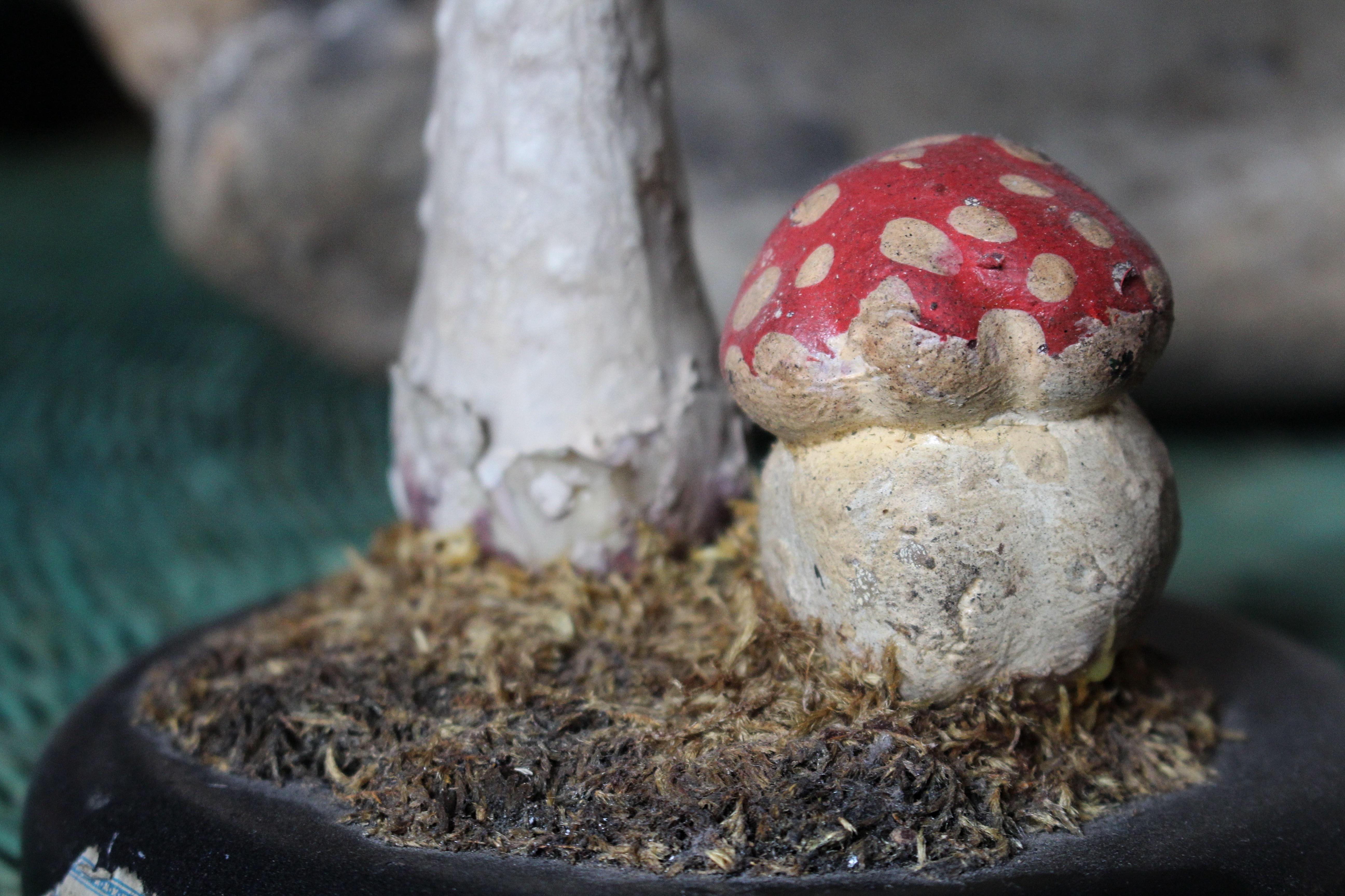 Early 20th Century Death Cap & Fly Agaric Model Fungi Natural History For Sale 8