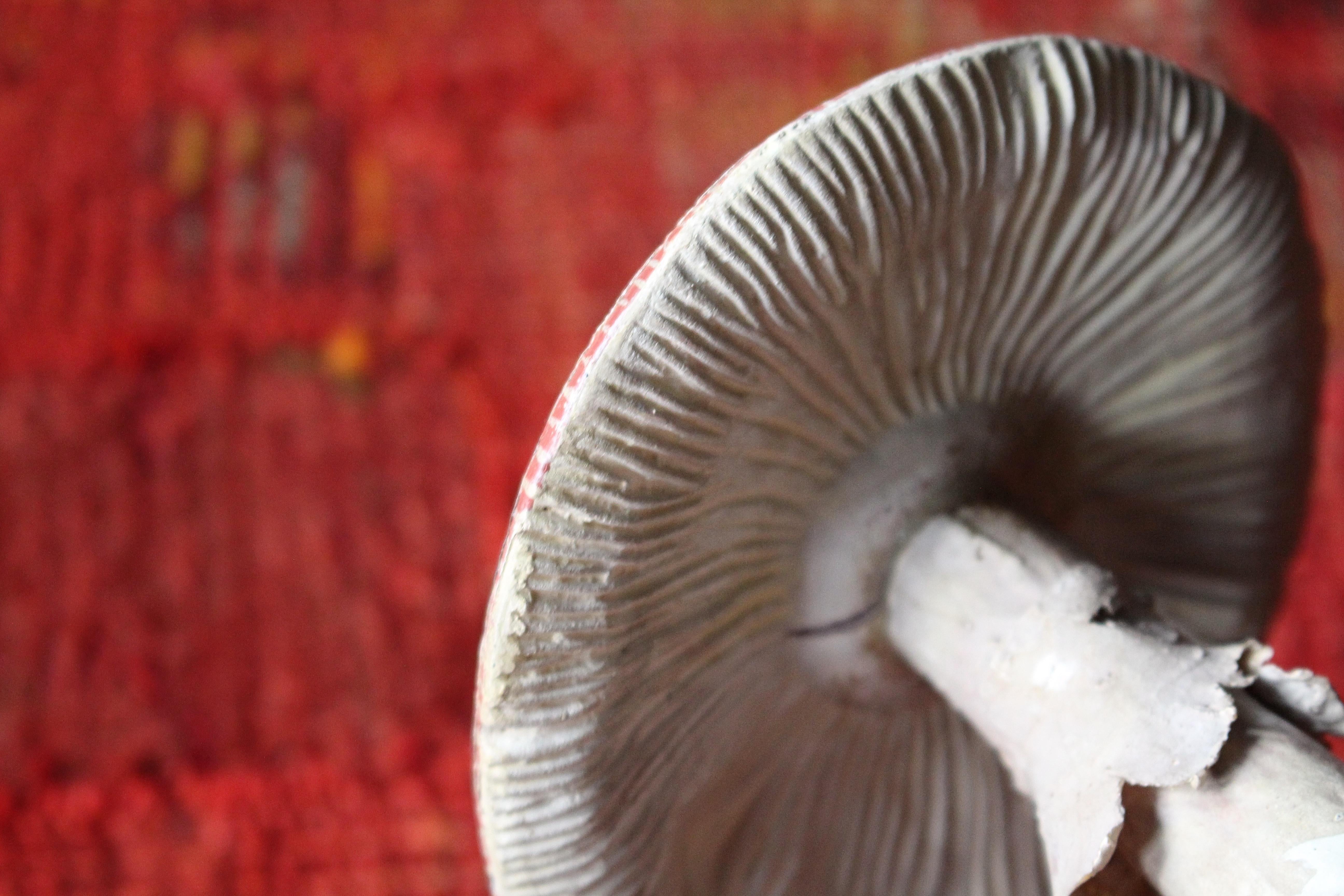 Early 20th Century Death Cap & Fly Agaric Model Fungi Natural History For Sale 9