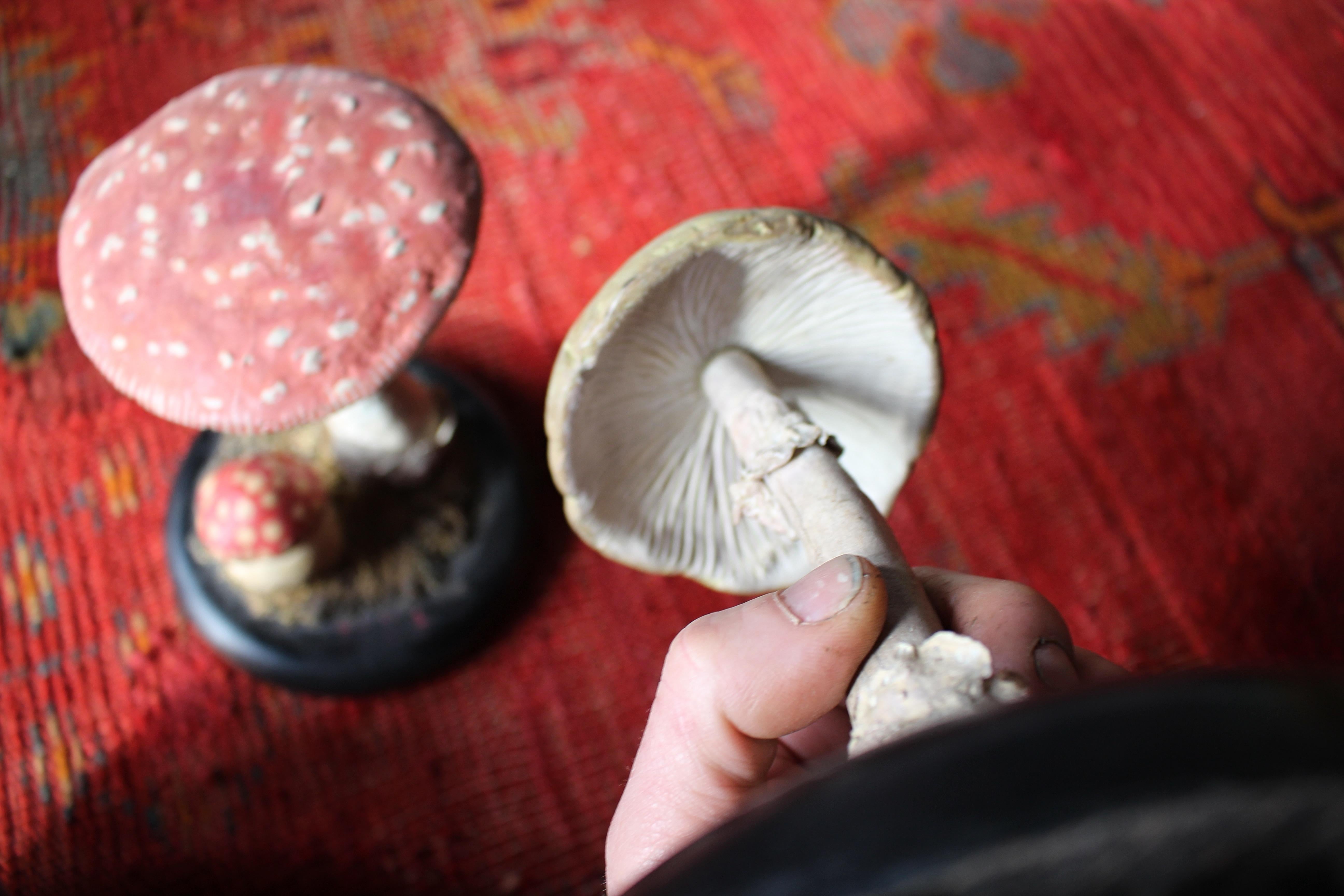 Early 20th Century Death Cap & Fly Agaric Model Fungi Natural History For Sale 12