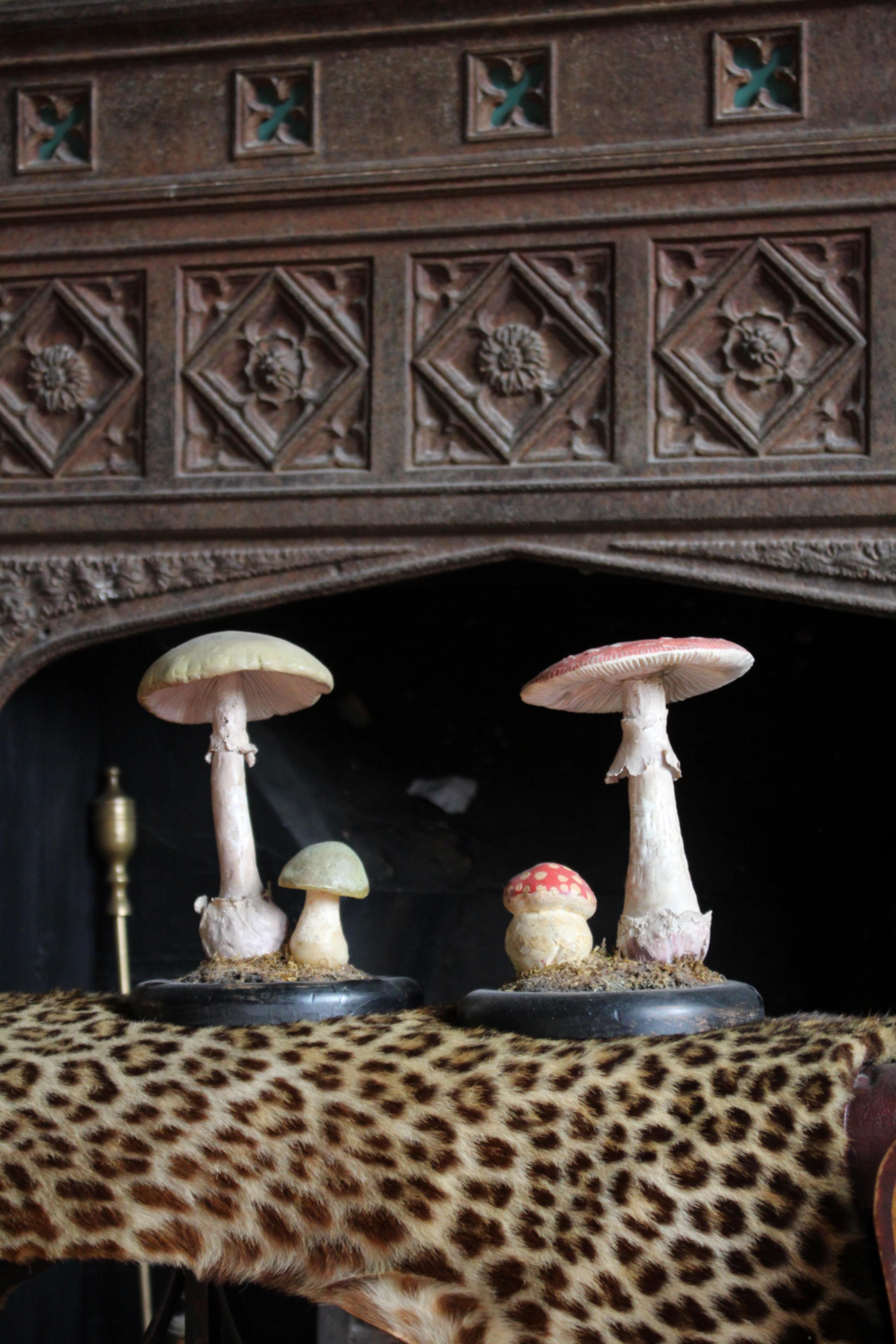 Paper Early 20th Century Death Cap & Fly Agaric Model Fungi Natural History For Sale