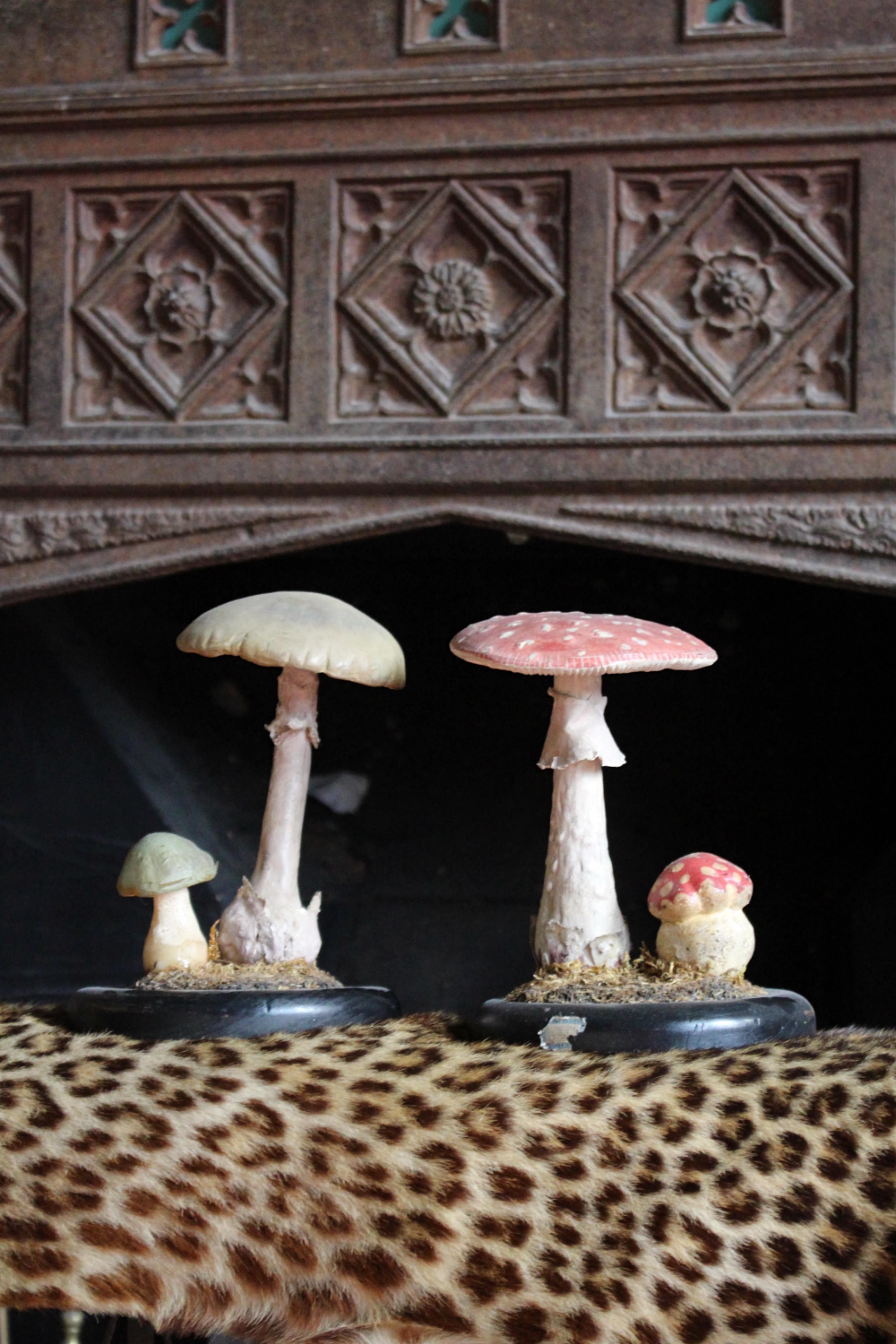 Early 20th Century Death Cap & Fly Agaric Model Fungi Natural History For Sale 1